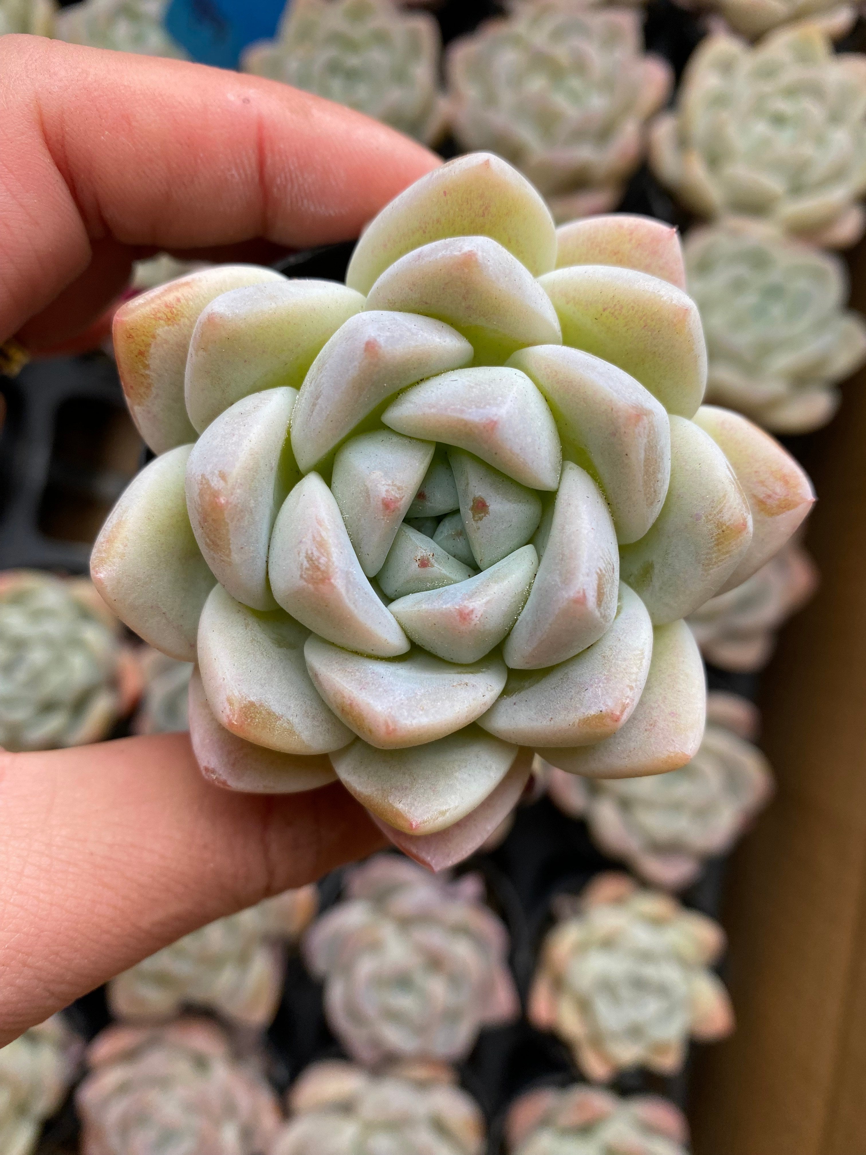 X142 エケベリア Xuemeiniang