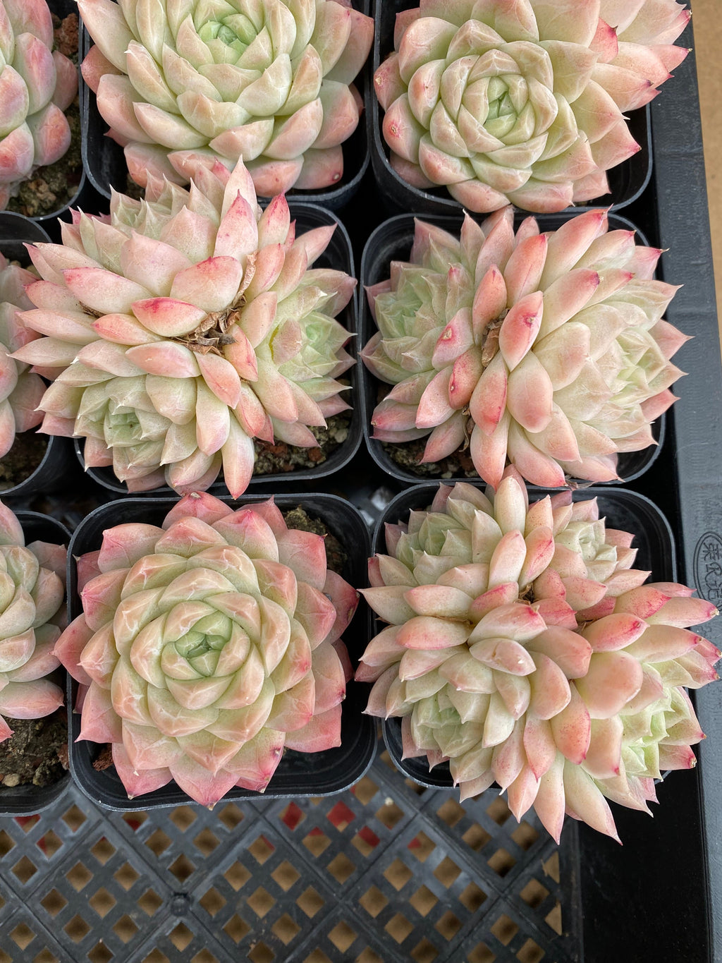 CA025 Star Mark Echeveria