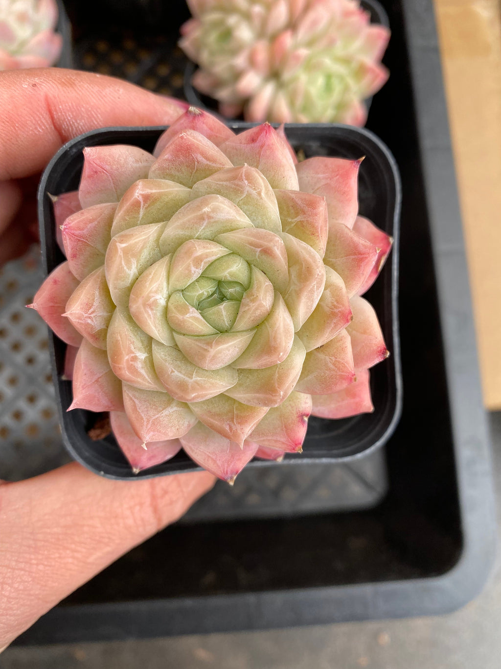 CA025 Star Mark Echeveria