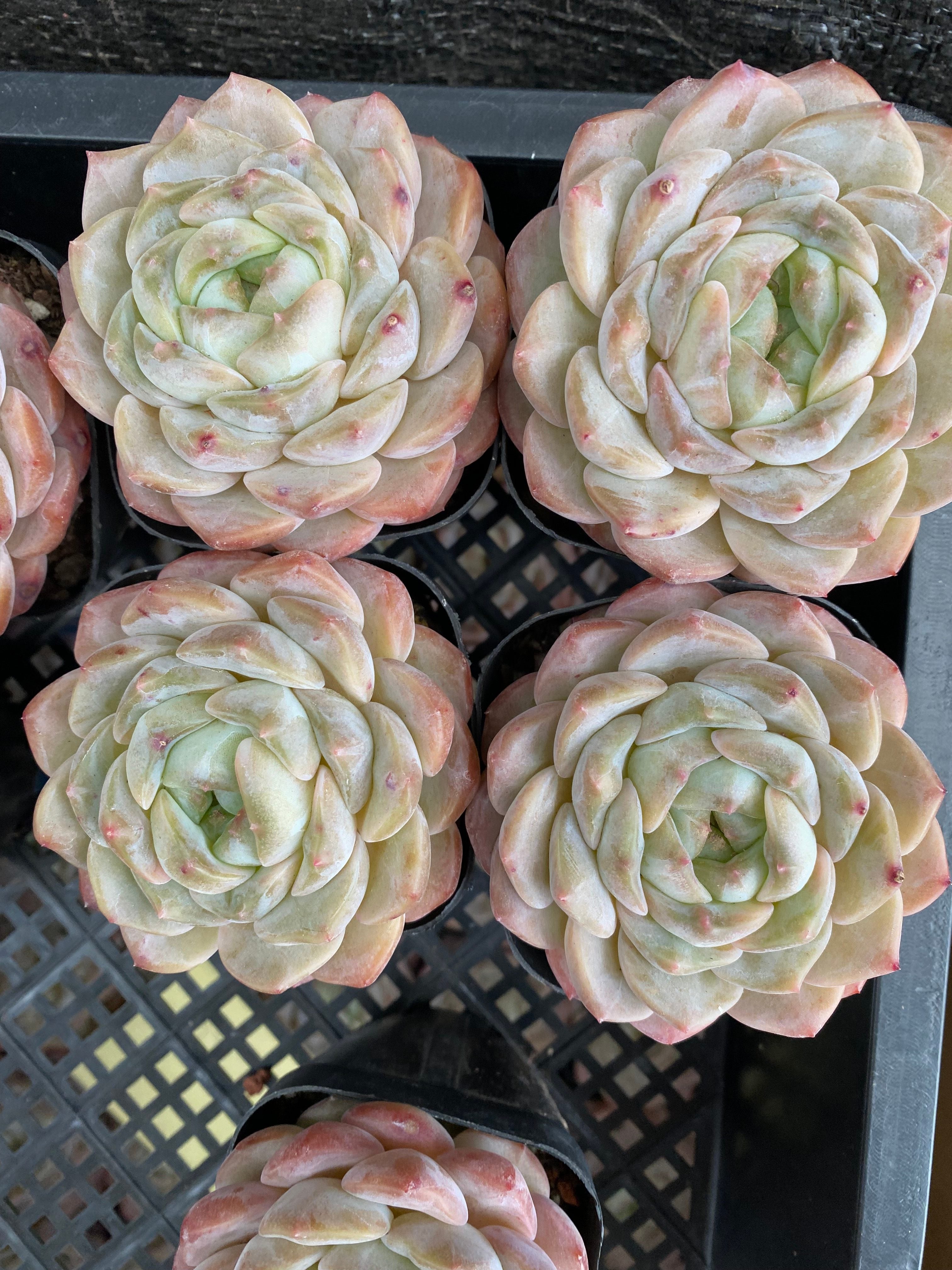 X144 エケベリア アイスベリーパフ