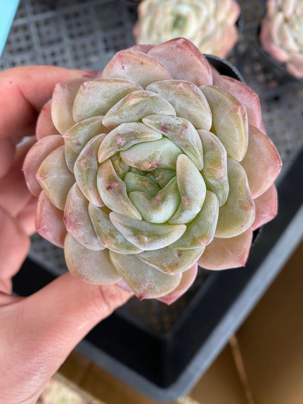 X144 エケベリア アイスベリーパフ