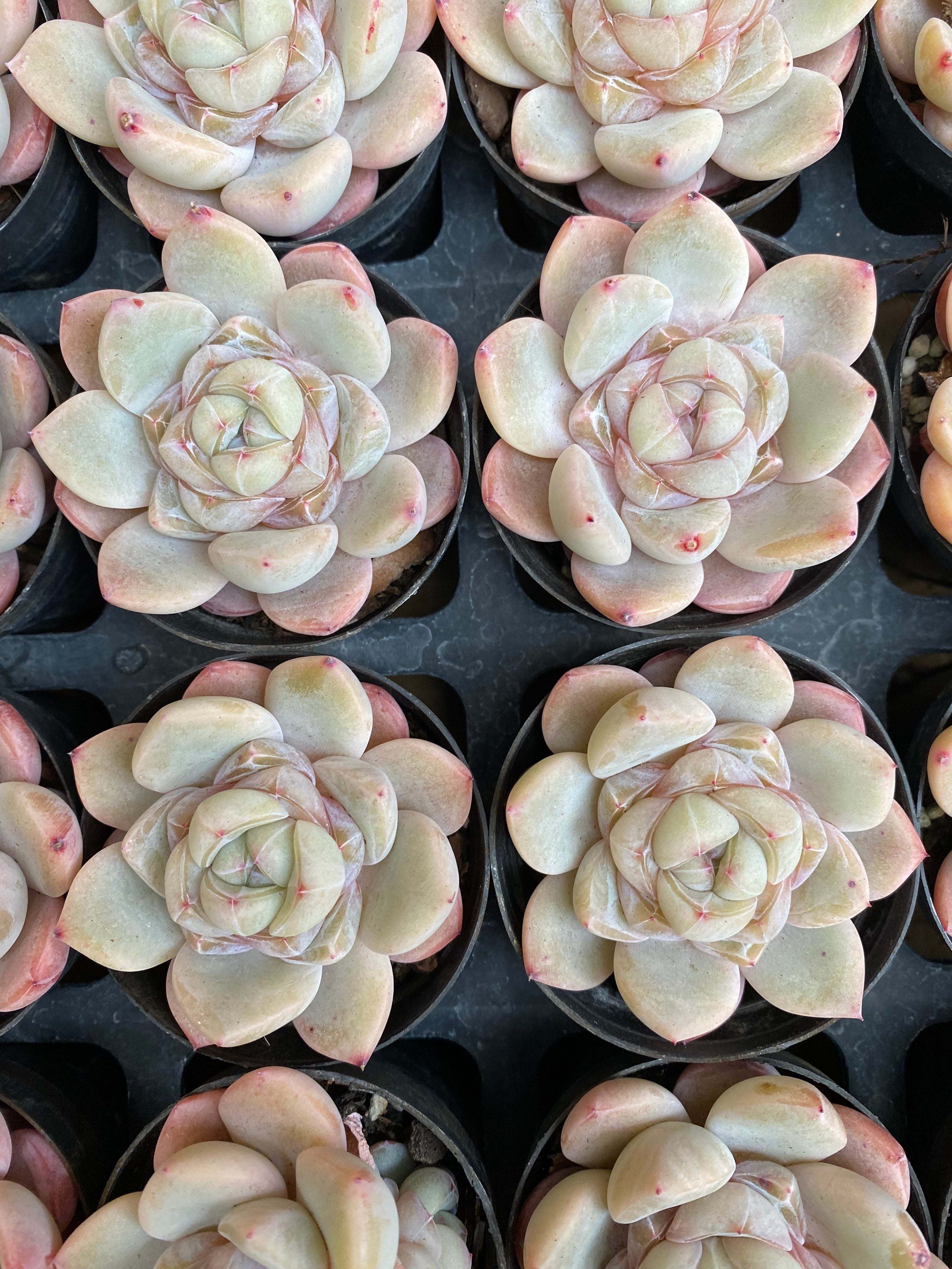 X145 エケベリア シックモンロー