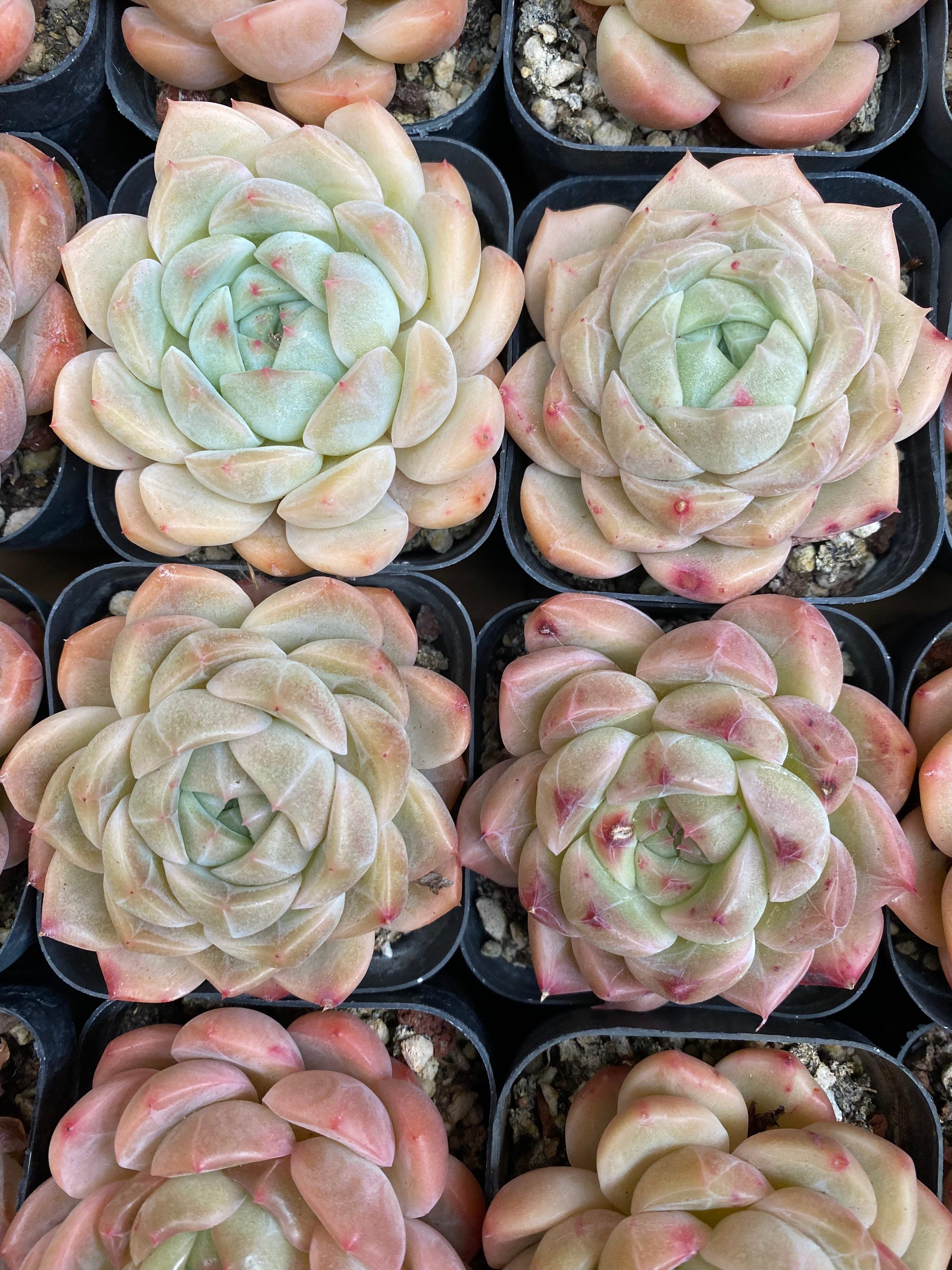 X146 エケベリア クリームココア