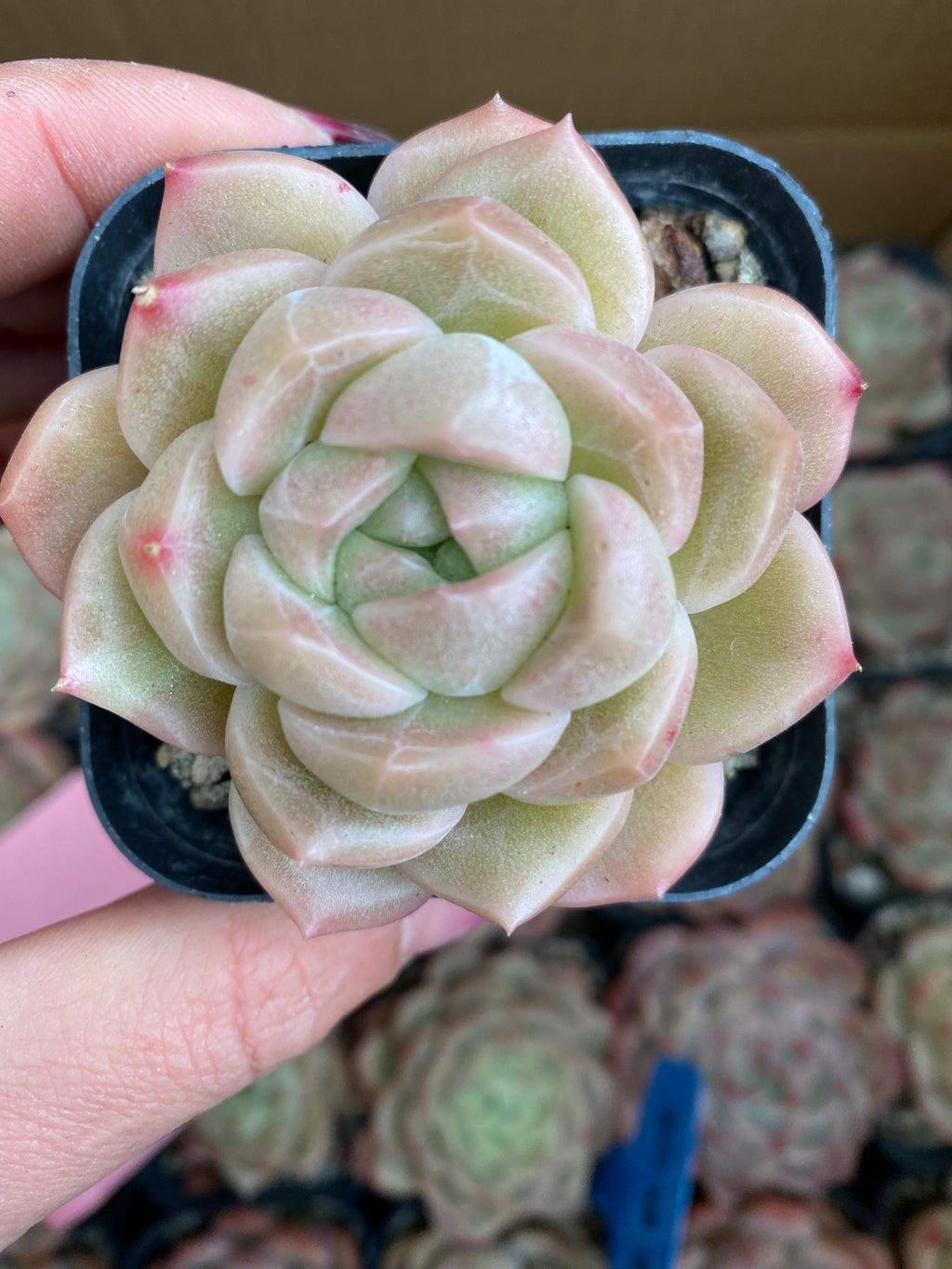 CA025 Star Mark Echeveria