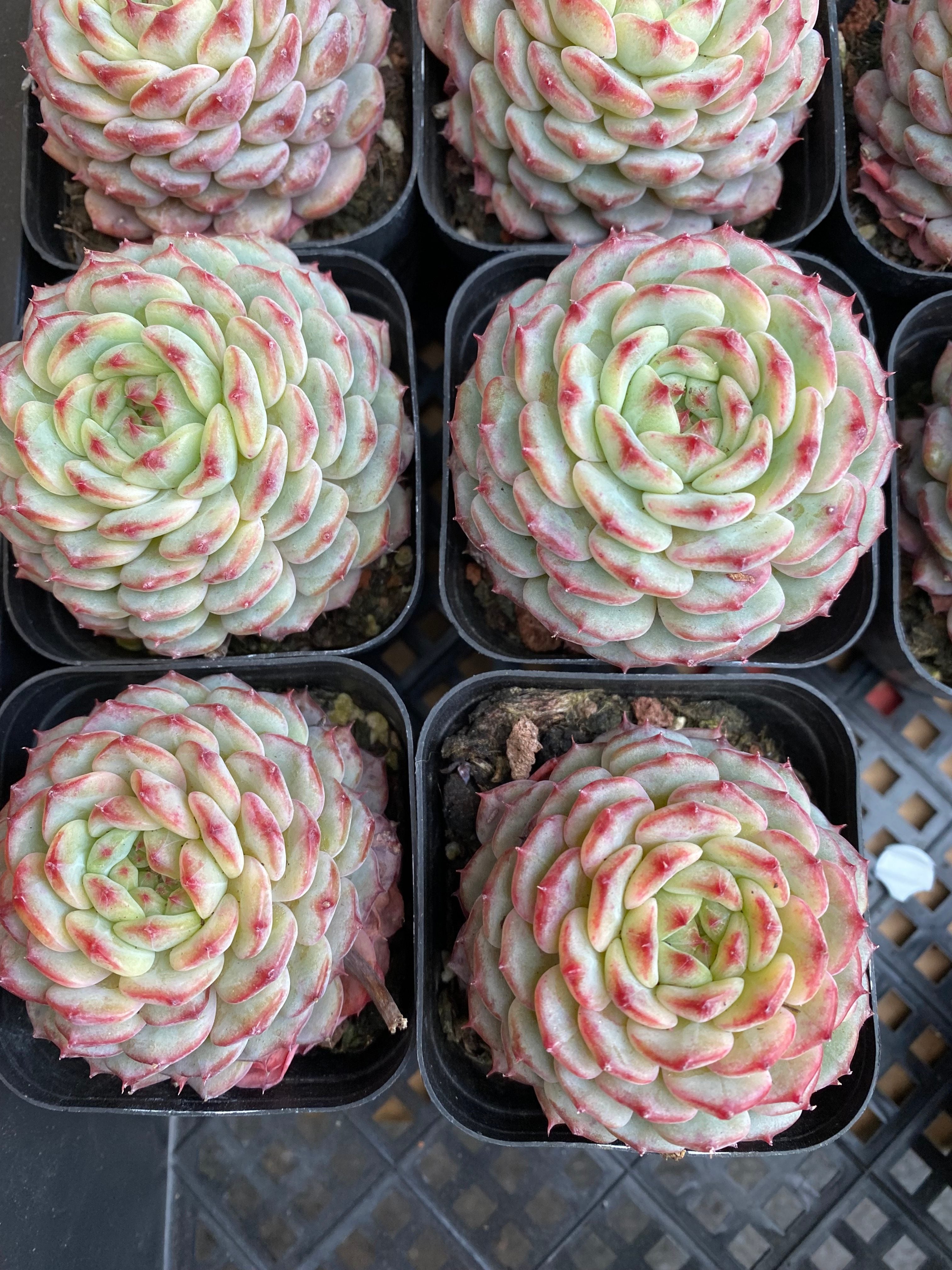 X147 エケベリア ホワイトファット