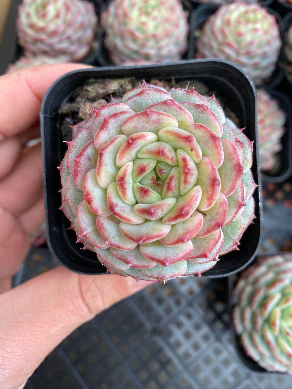 X147 エケベリア ホワイトファット