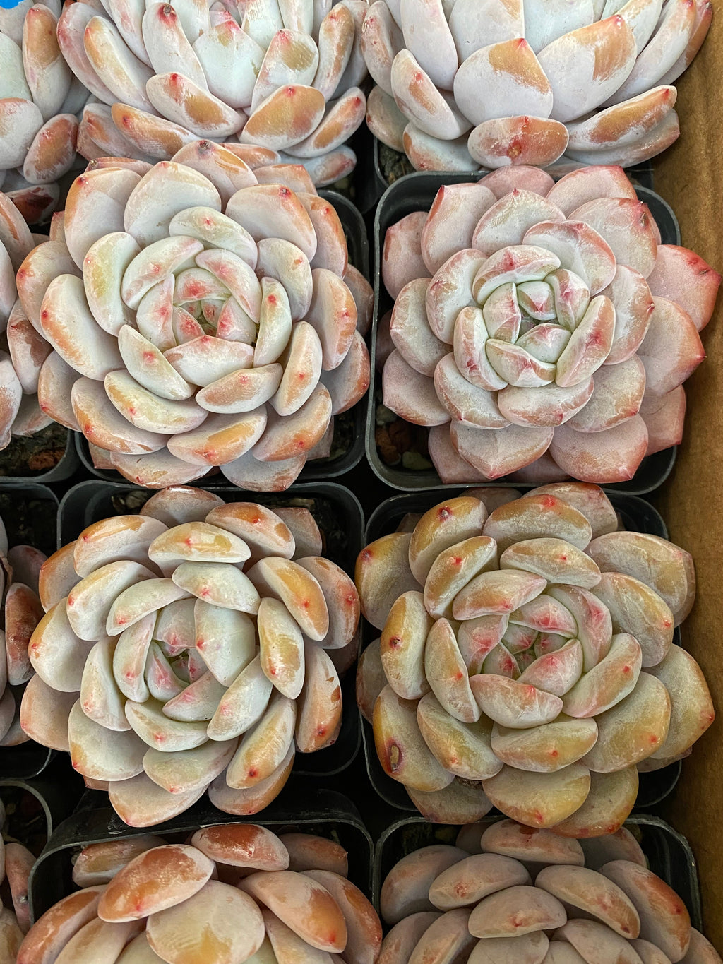 X150 エケベリア 韩橙