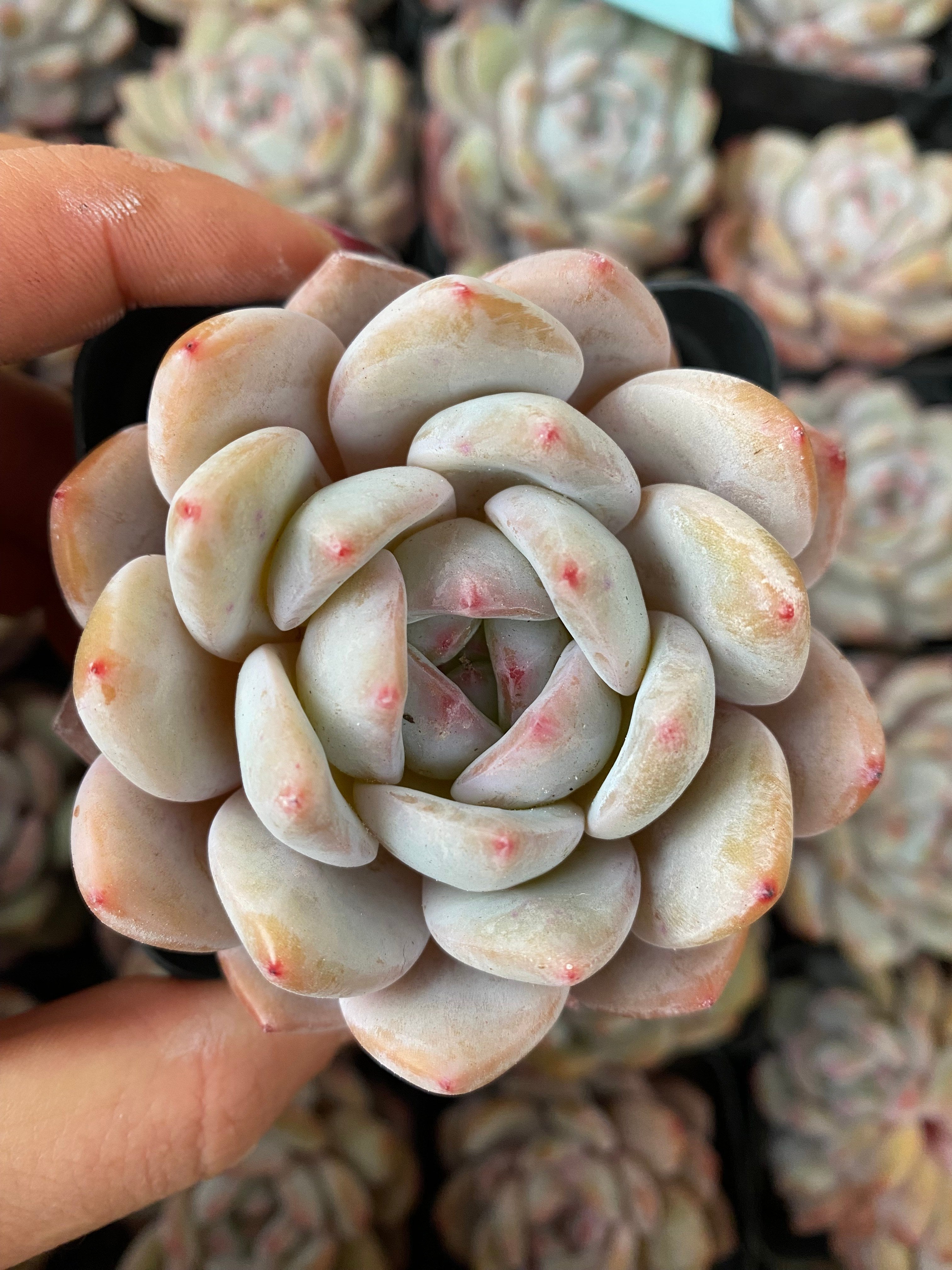 X150 エケベリア 韩橙