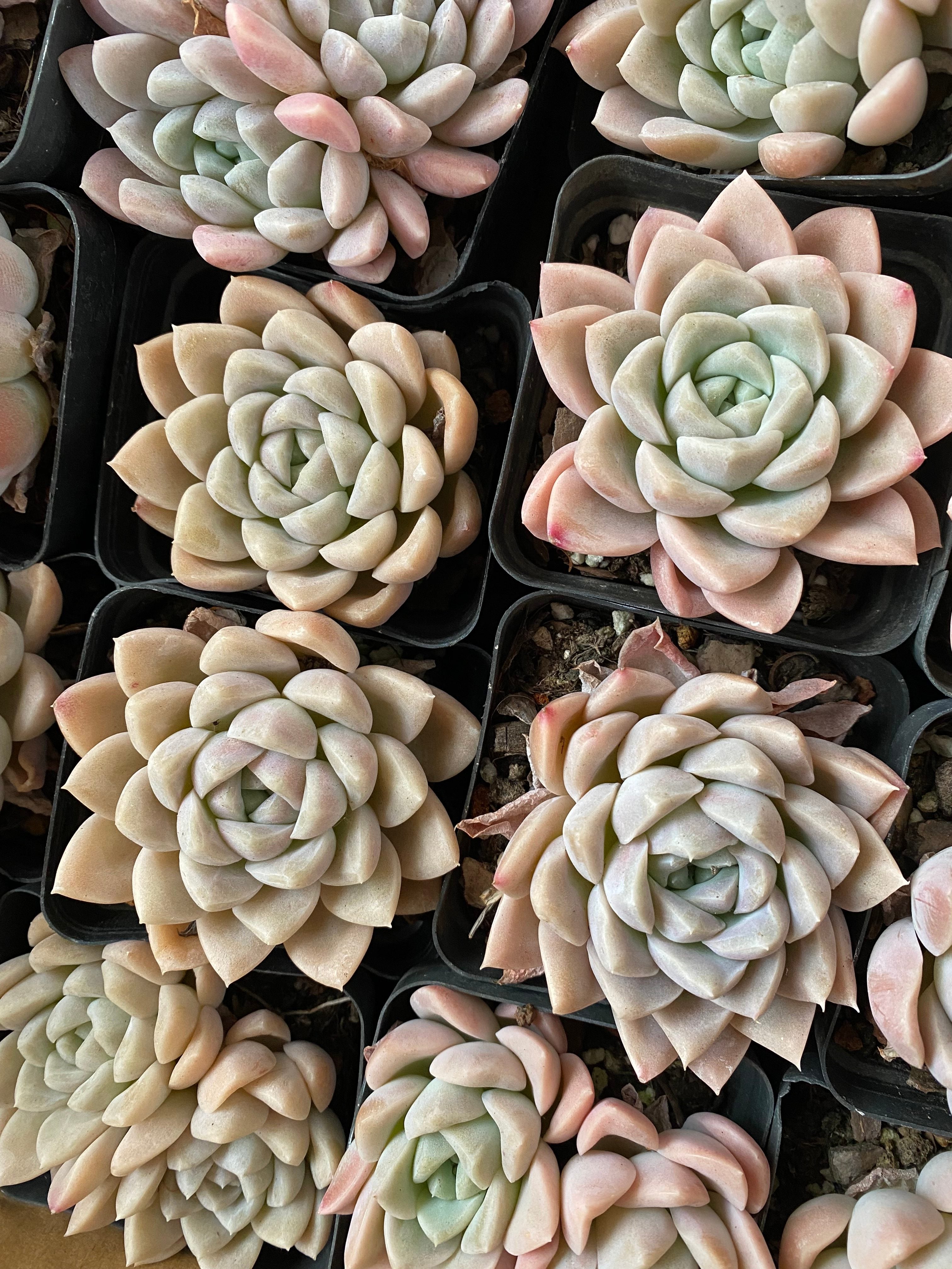 X151 エケベリア クリームビューティ