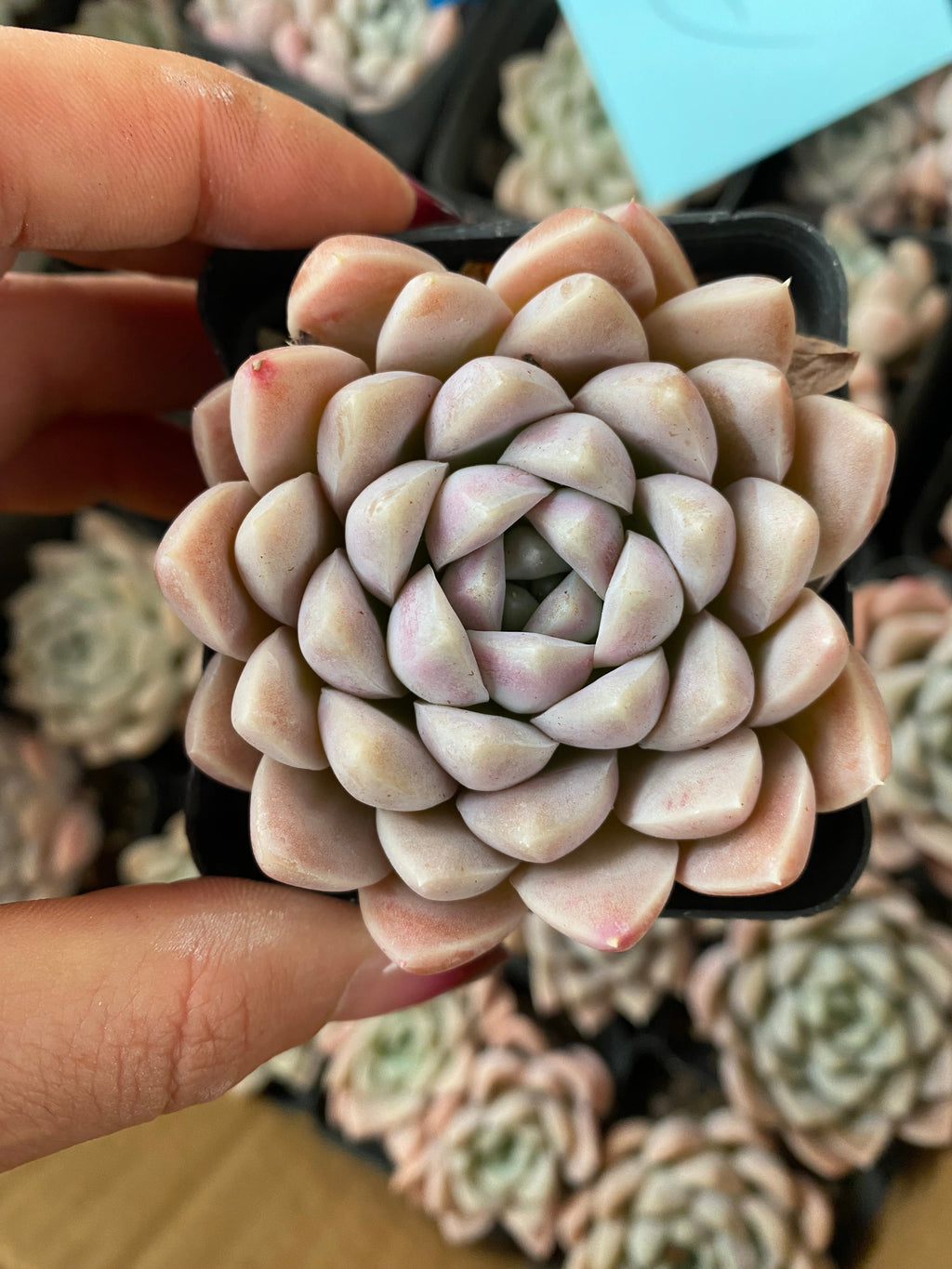 X151 エケベリア クリームビューティ