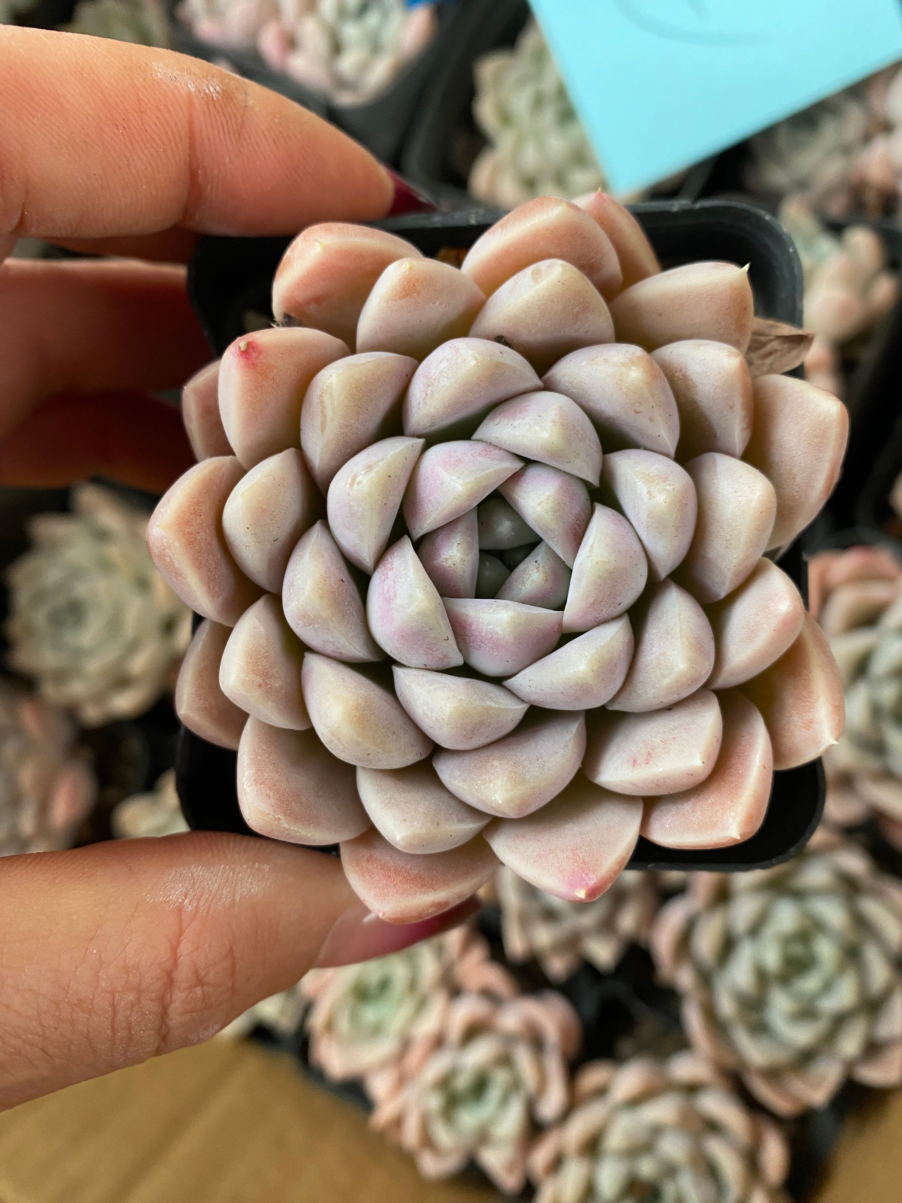 X151 エケベリア クリームビューティ