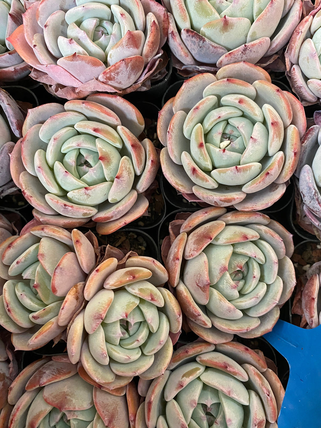 X152 エケベリア クラバタム × モンロー