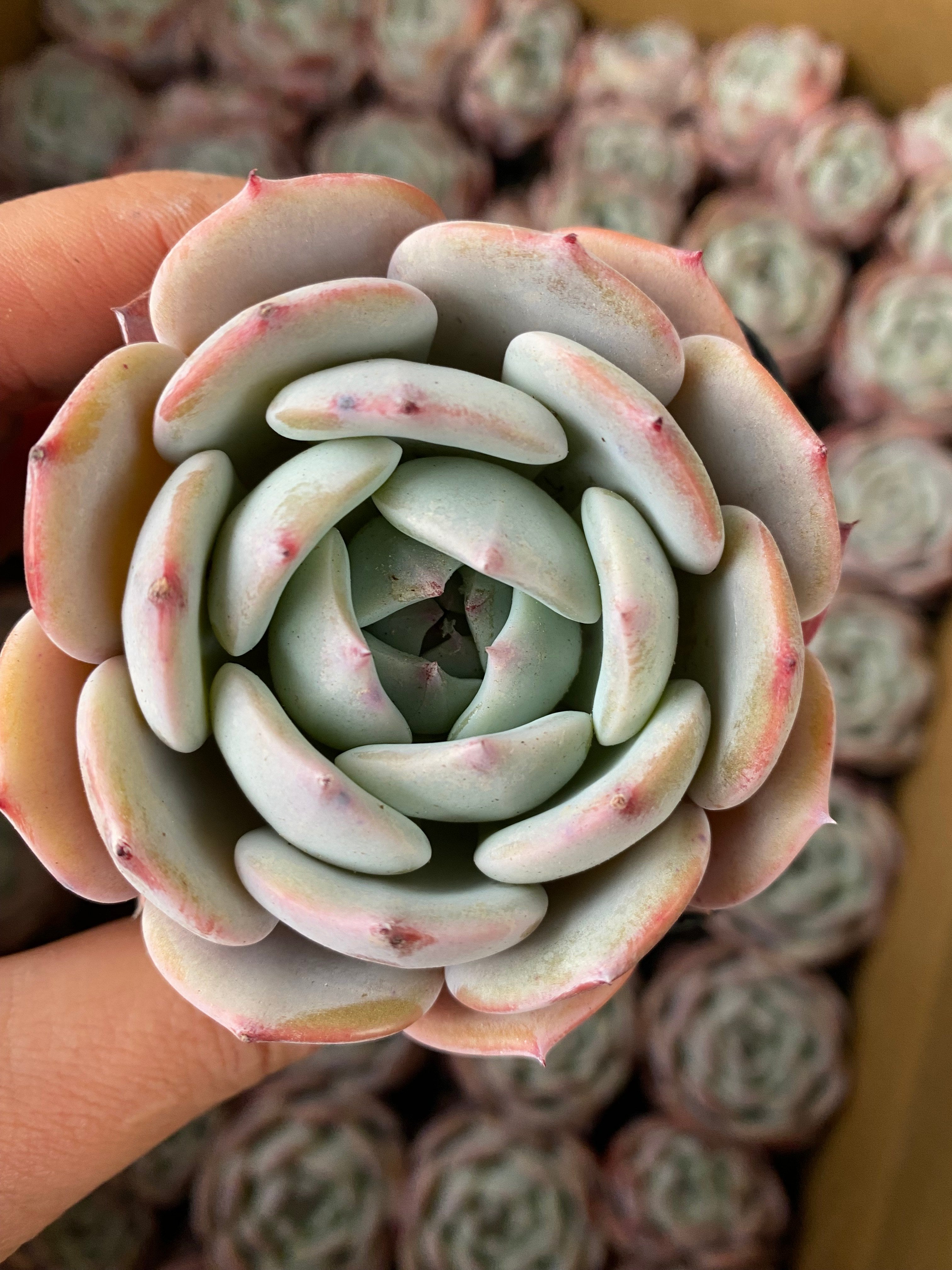 X152 エケベリア クラバタム × モンロー