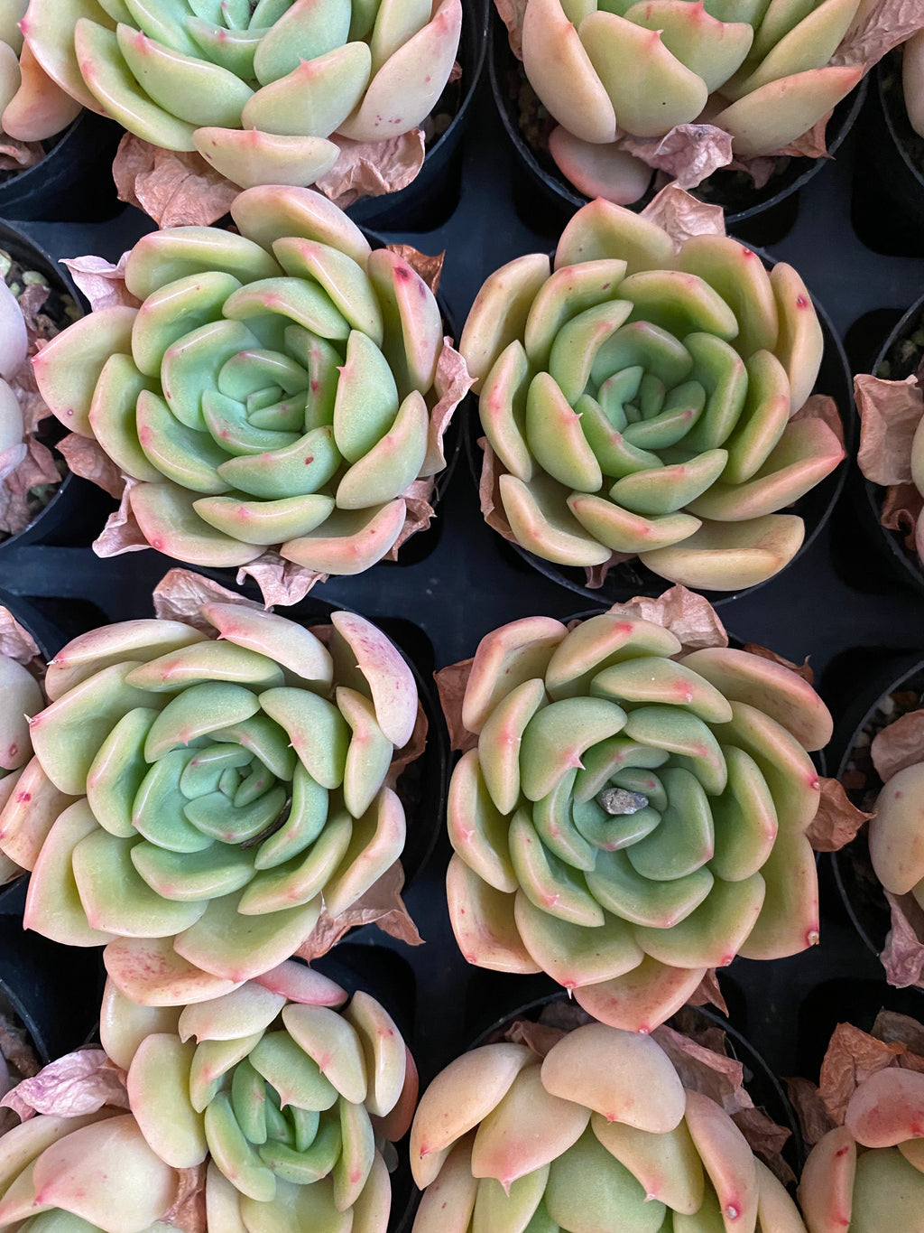 X154 エケベリア  黄金葉