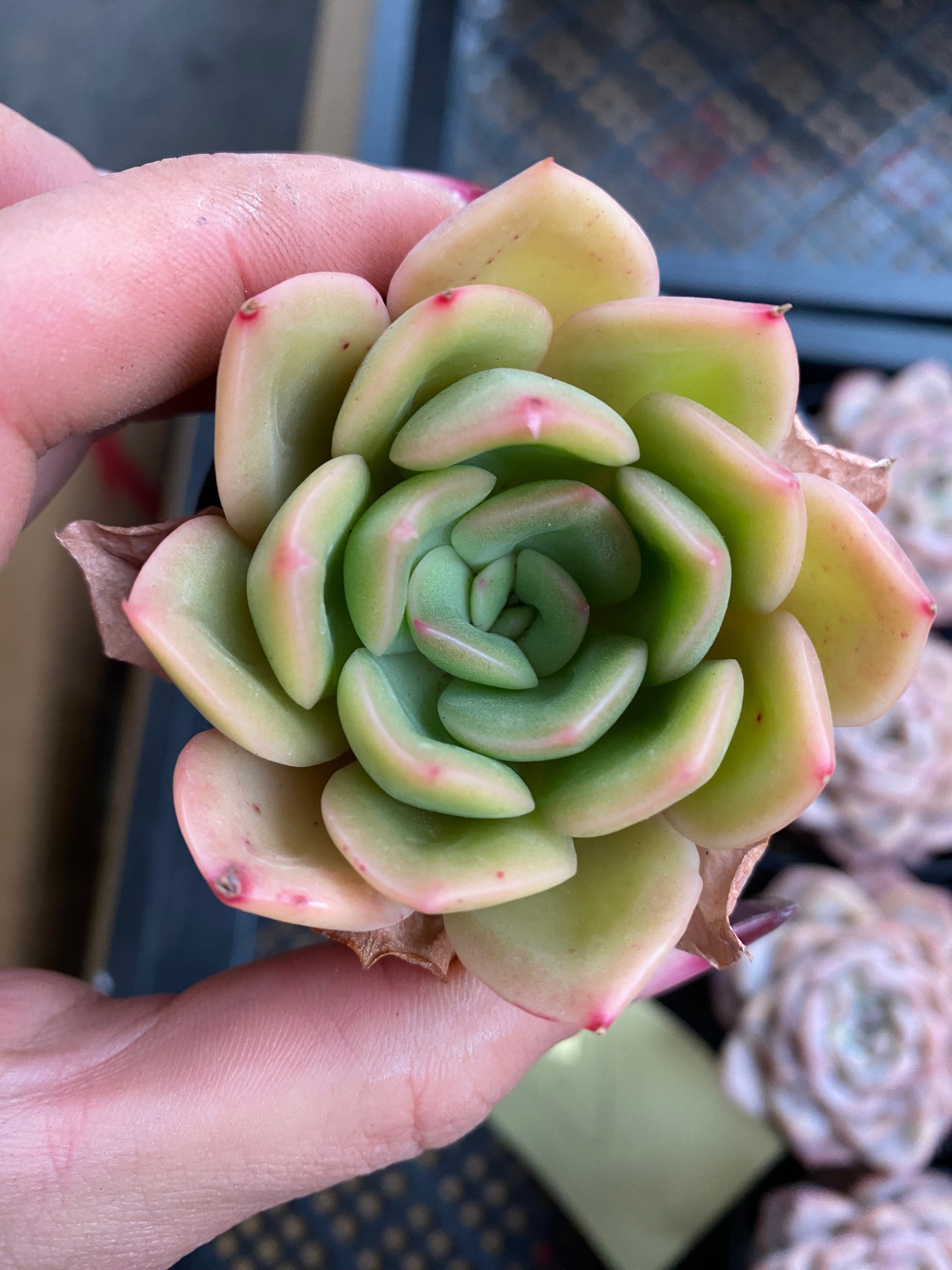 X154 エケベリア  黄金葉