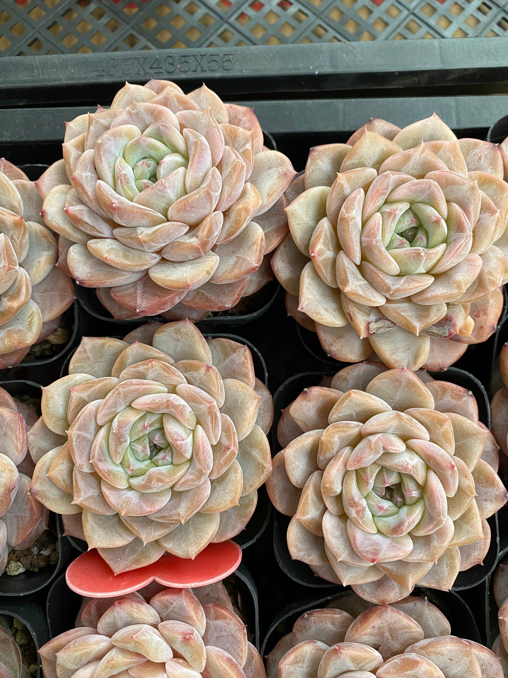 CA025 Star Mark Echeveria