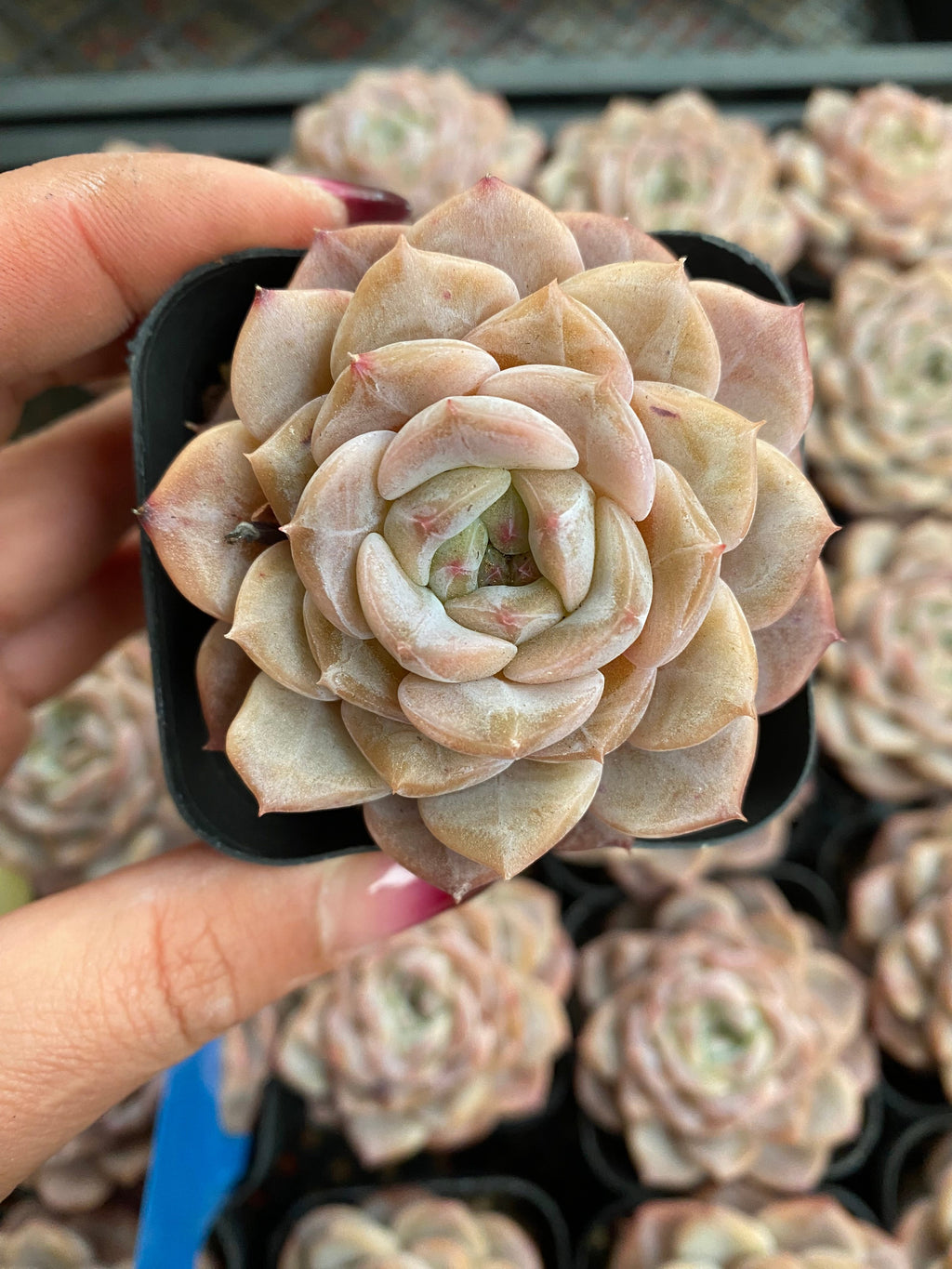 CA025 Star Mark Echeveria