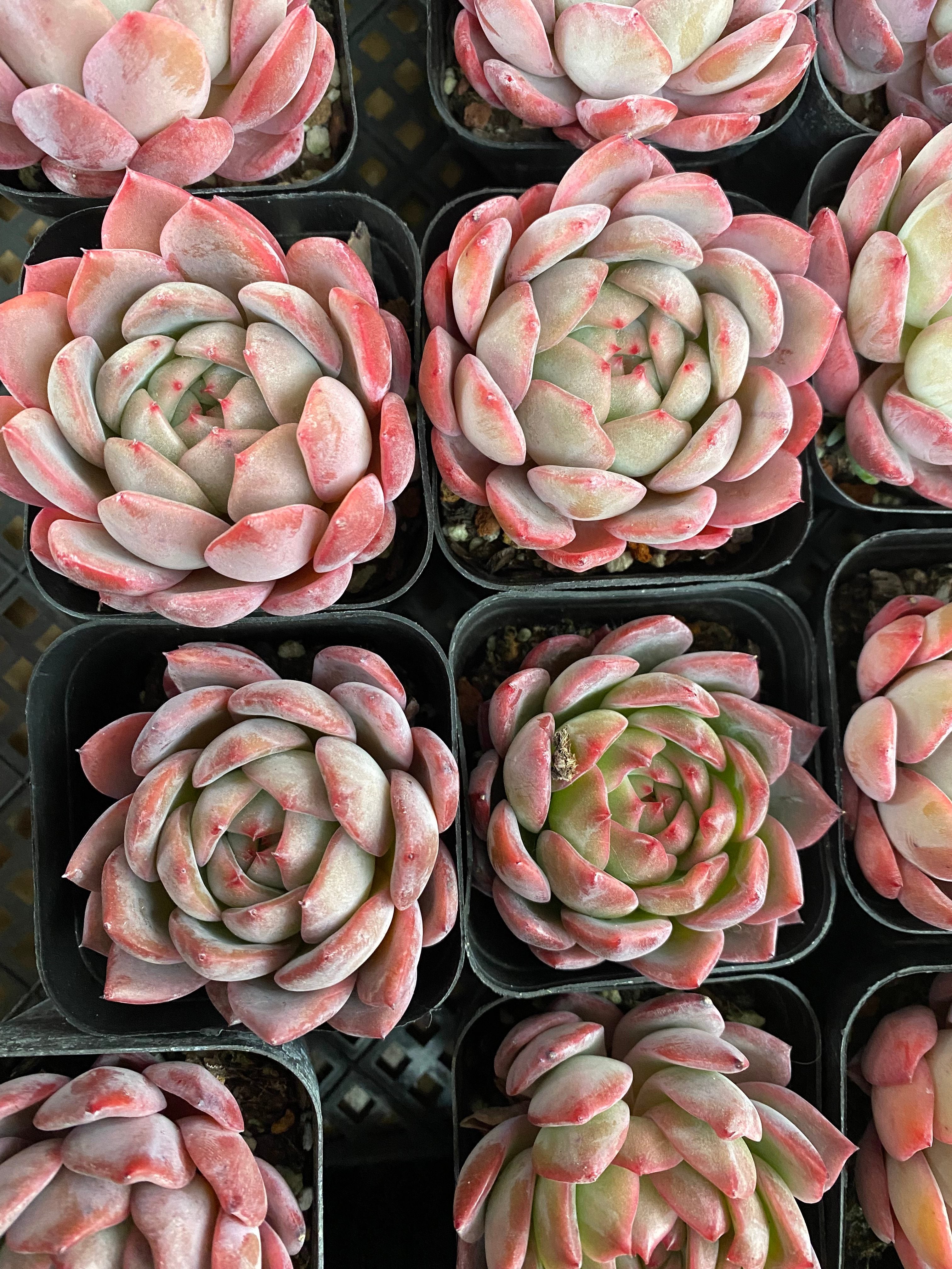 おすすめ―現品 – 環球園芸