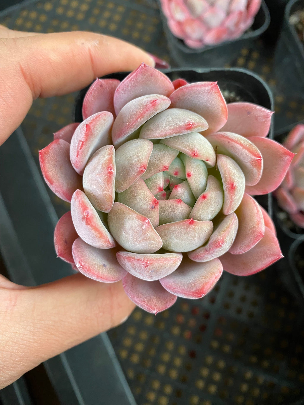 X156 エケベリア レッドシャンパン