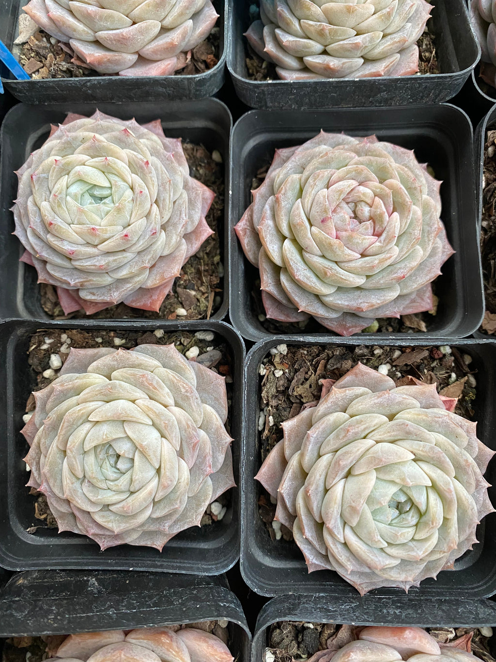 X157 エケベリア アメイジンググレース