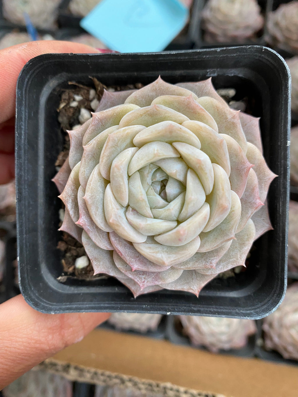 X157 エケベリア アメイジンググレース