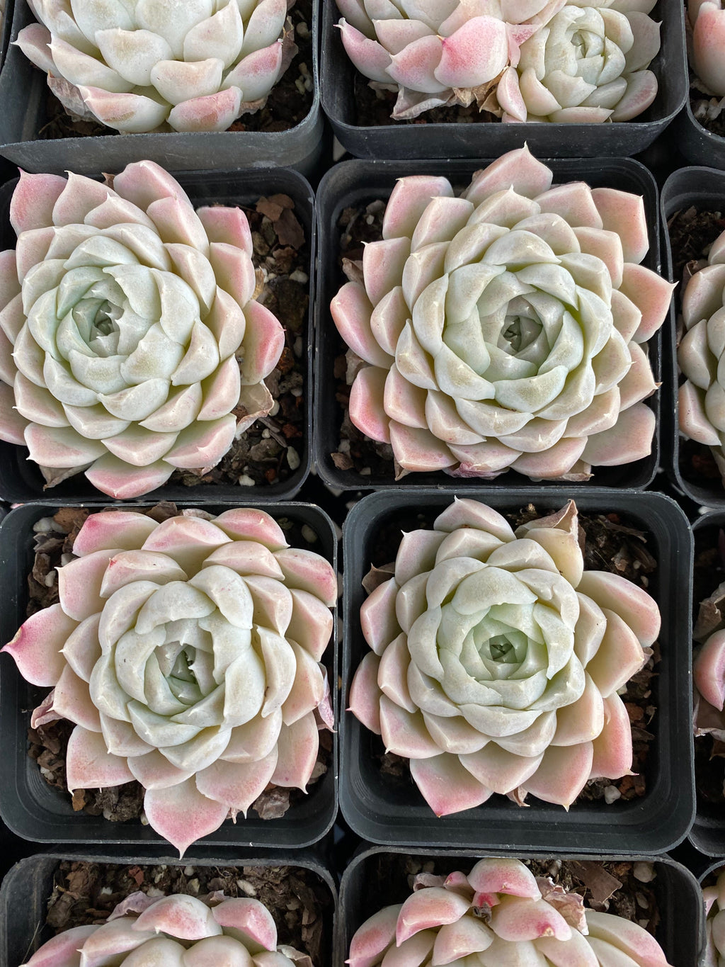 X158 エケベリア ヒューミルス