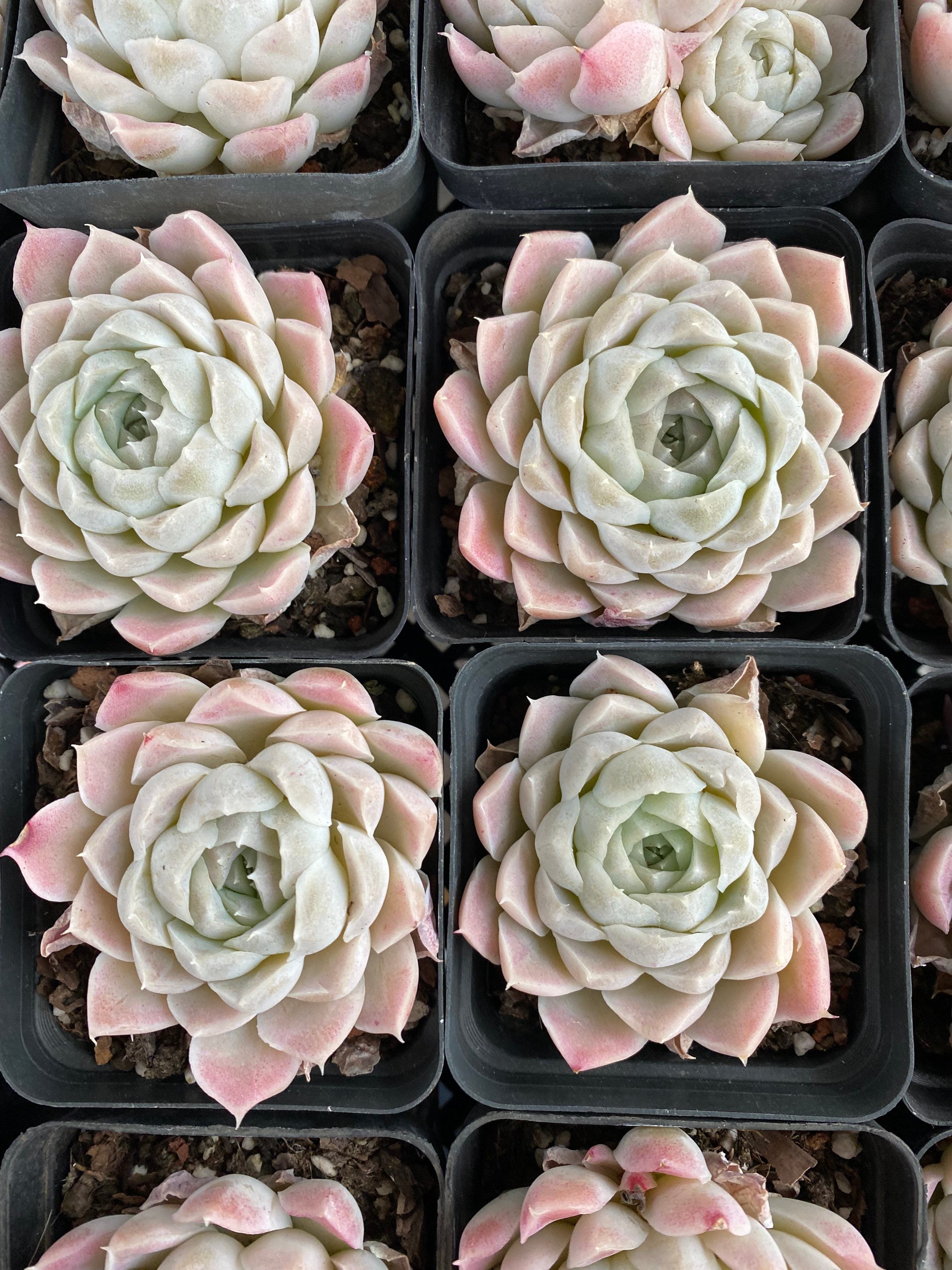 X158 エケベリア ヒューミルス