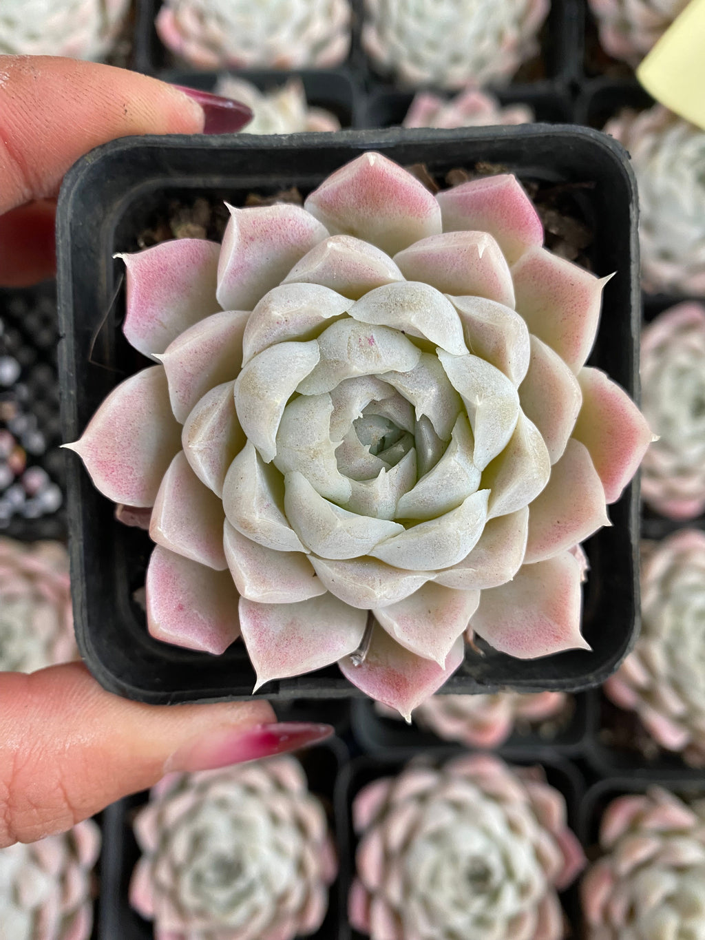 X158 エケベリア ヒューミルス