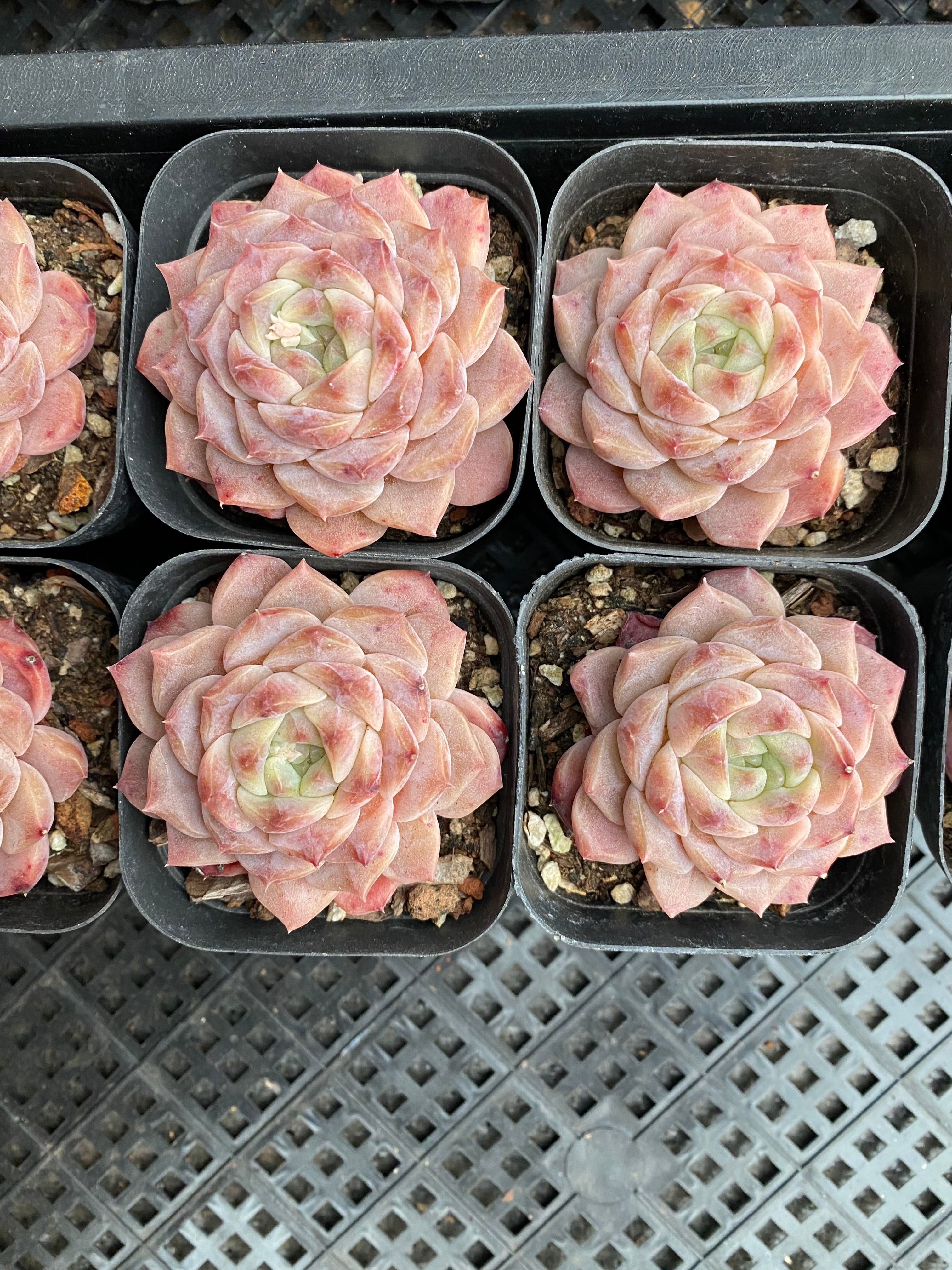 X159 エケベリア モニカ