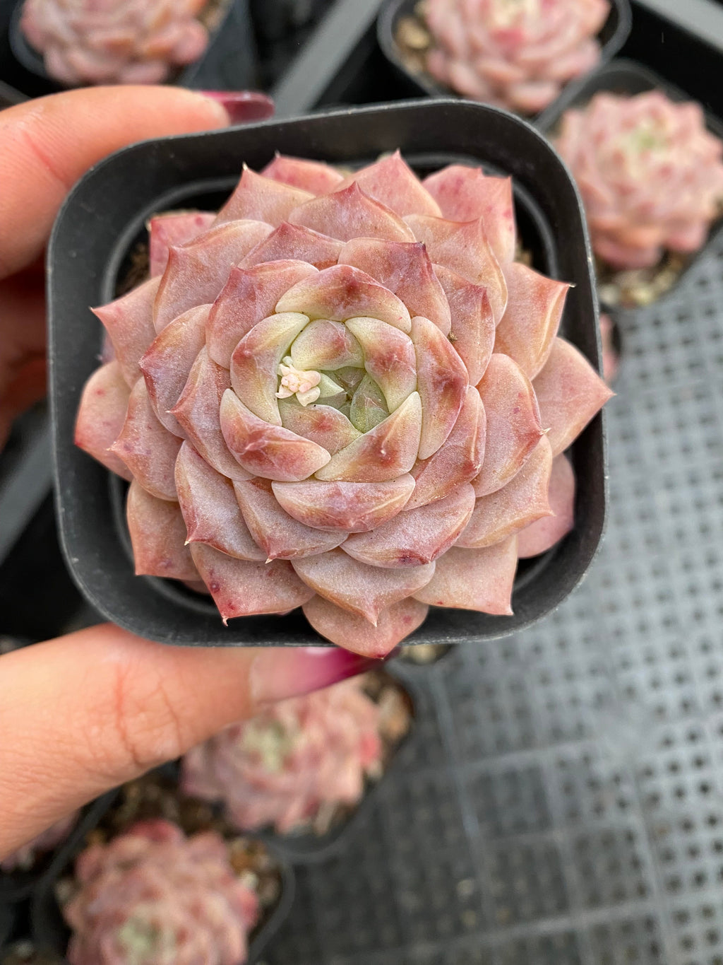 X159 エケベリア モニカ