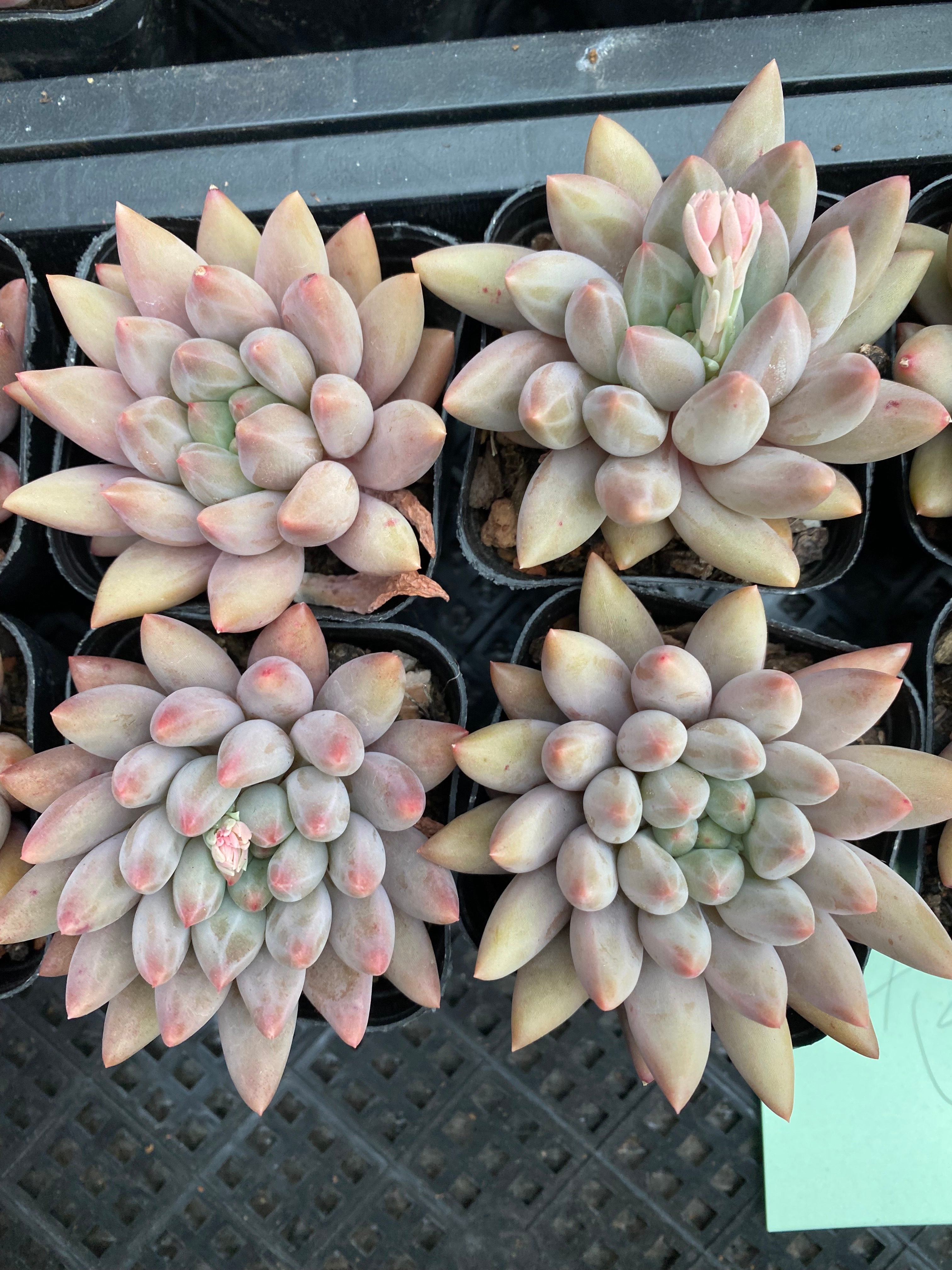 X160 エケベリア チェリー