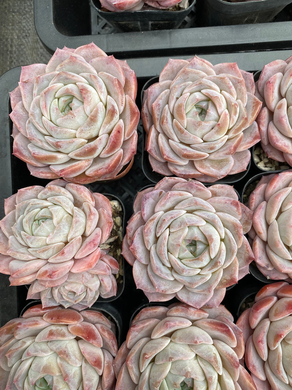 X161 エケベリア  シャープト