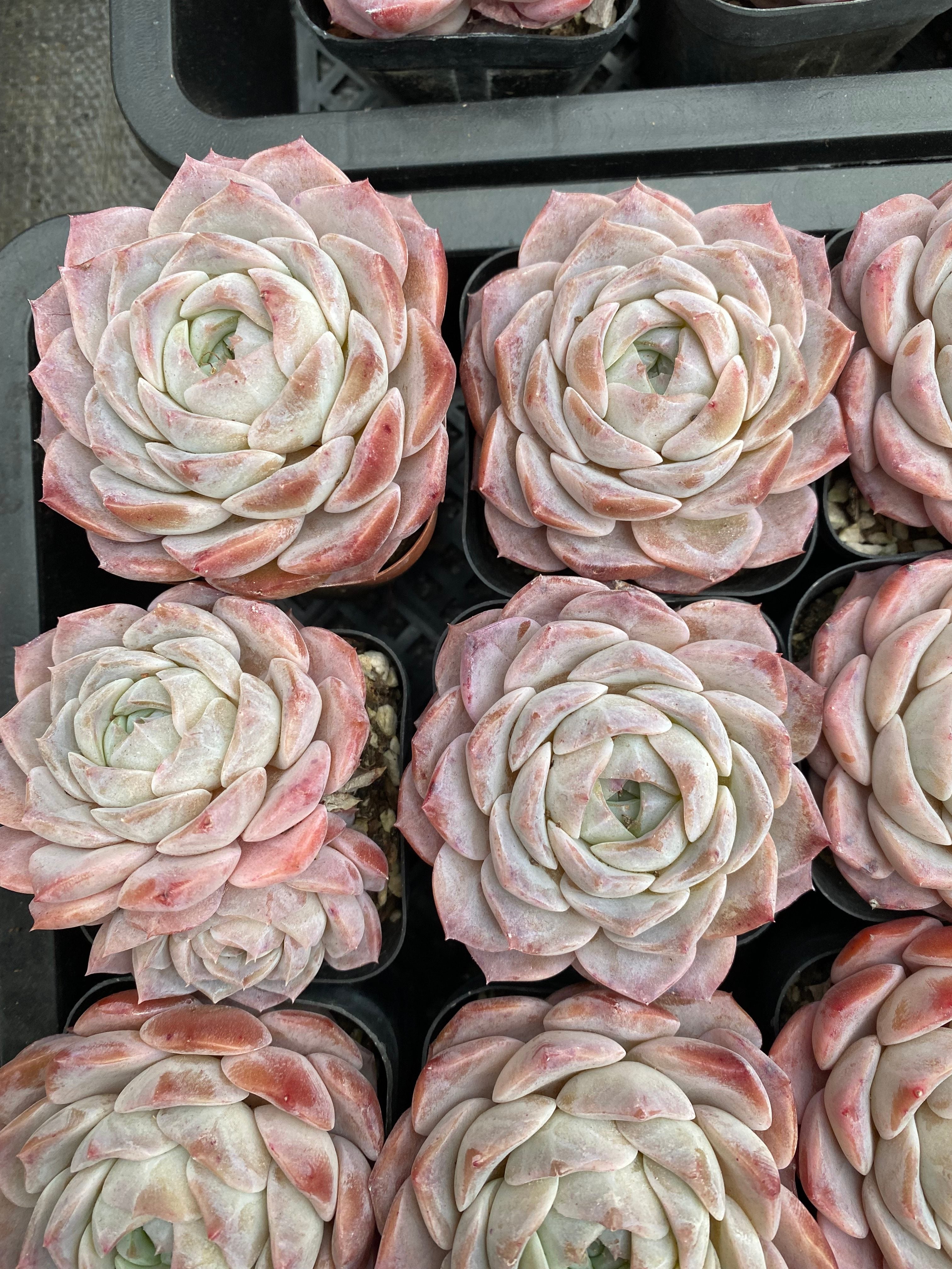 X161 エケベリア  シャープト