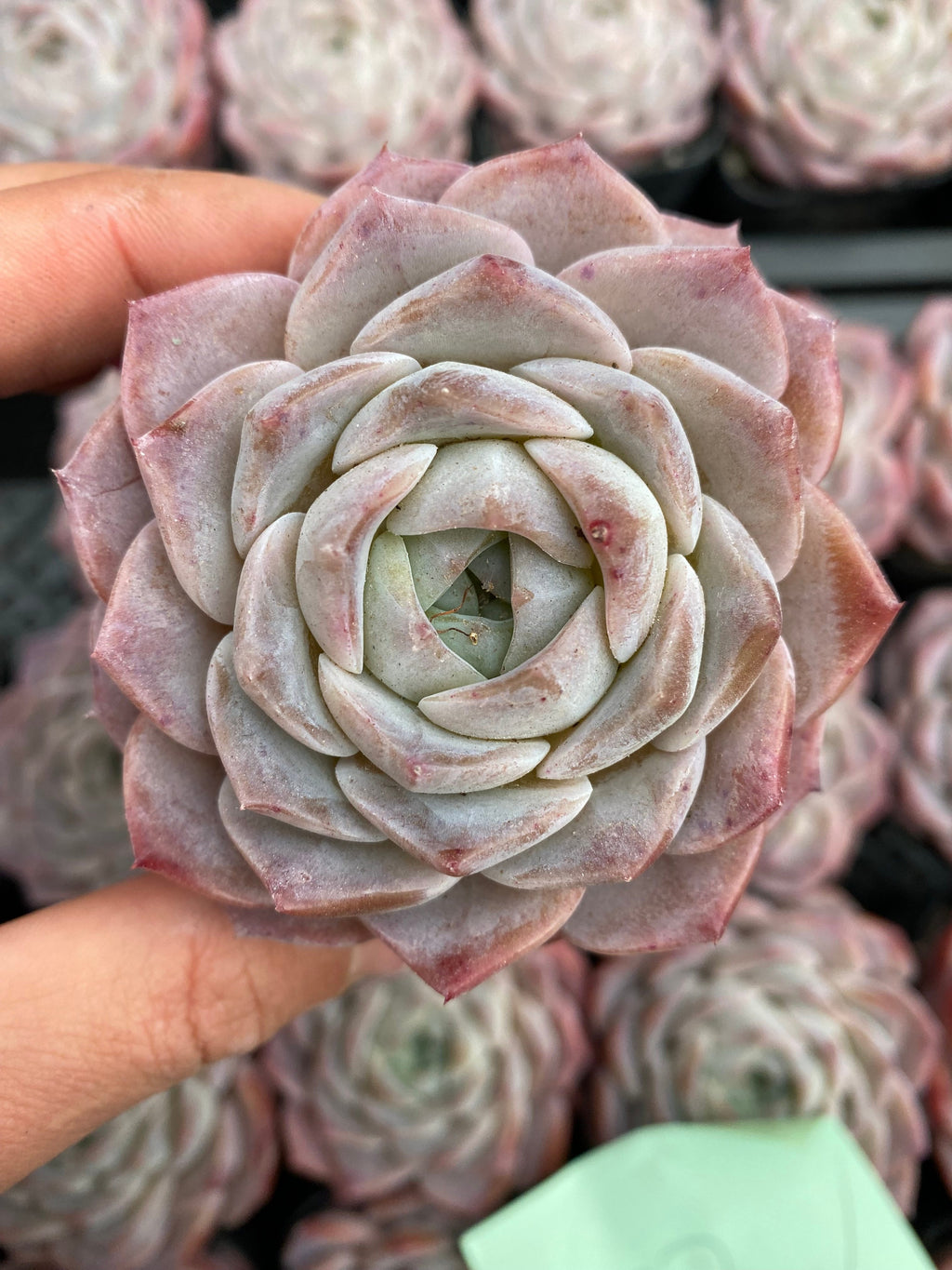 X161 エケベリア  シャープト