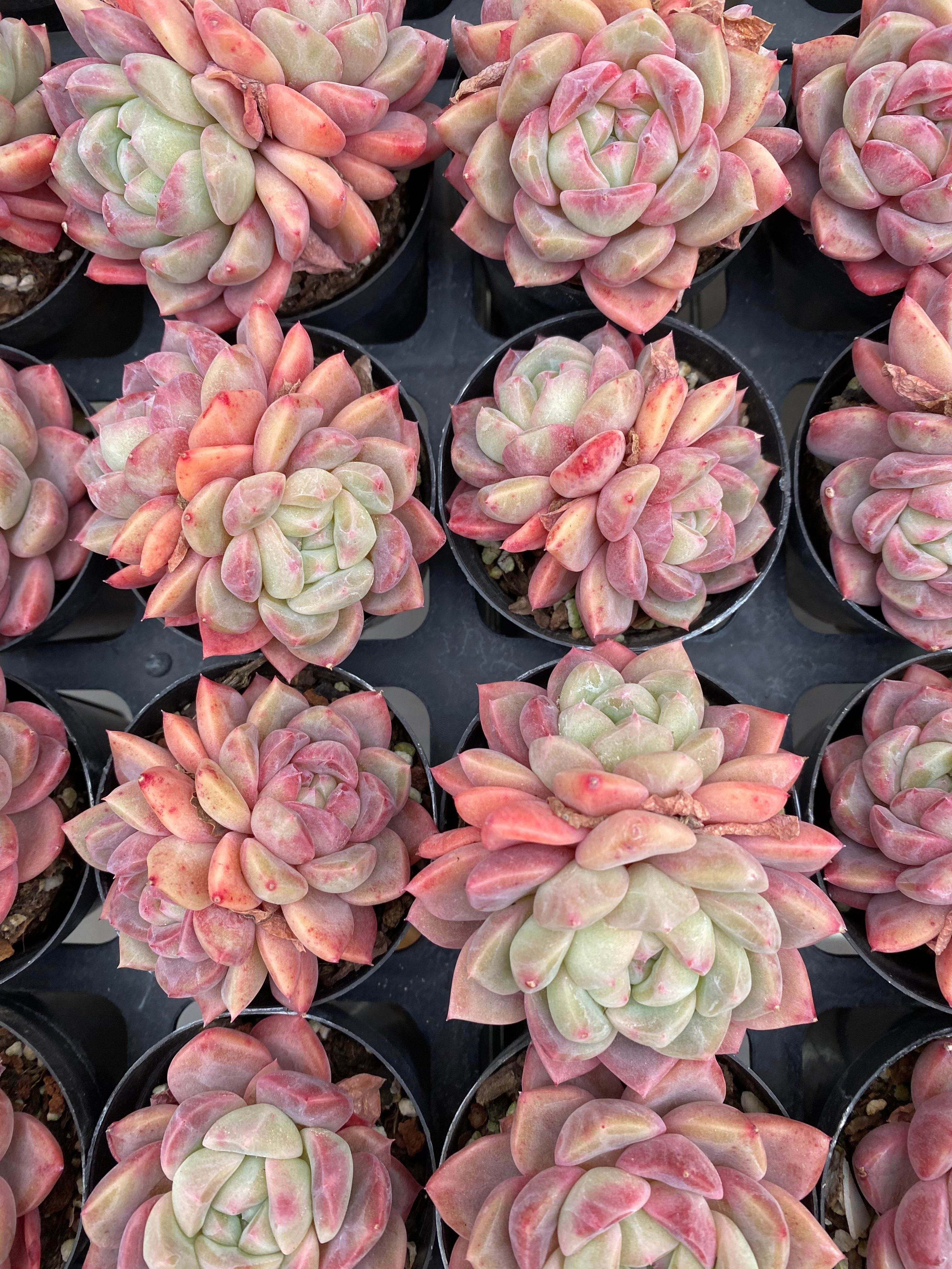 X162 エケベリア 赤斑ピノ