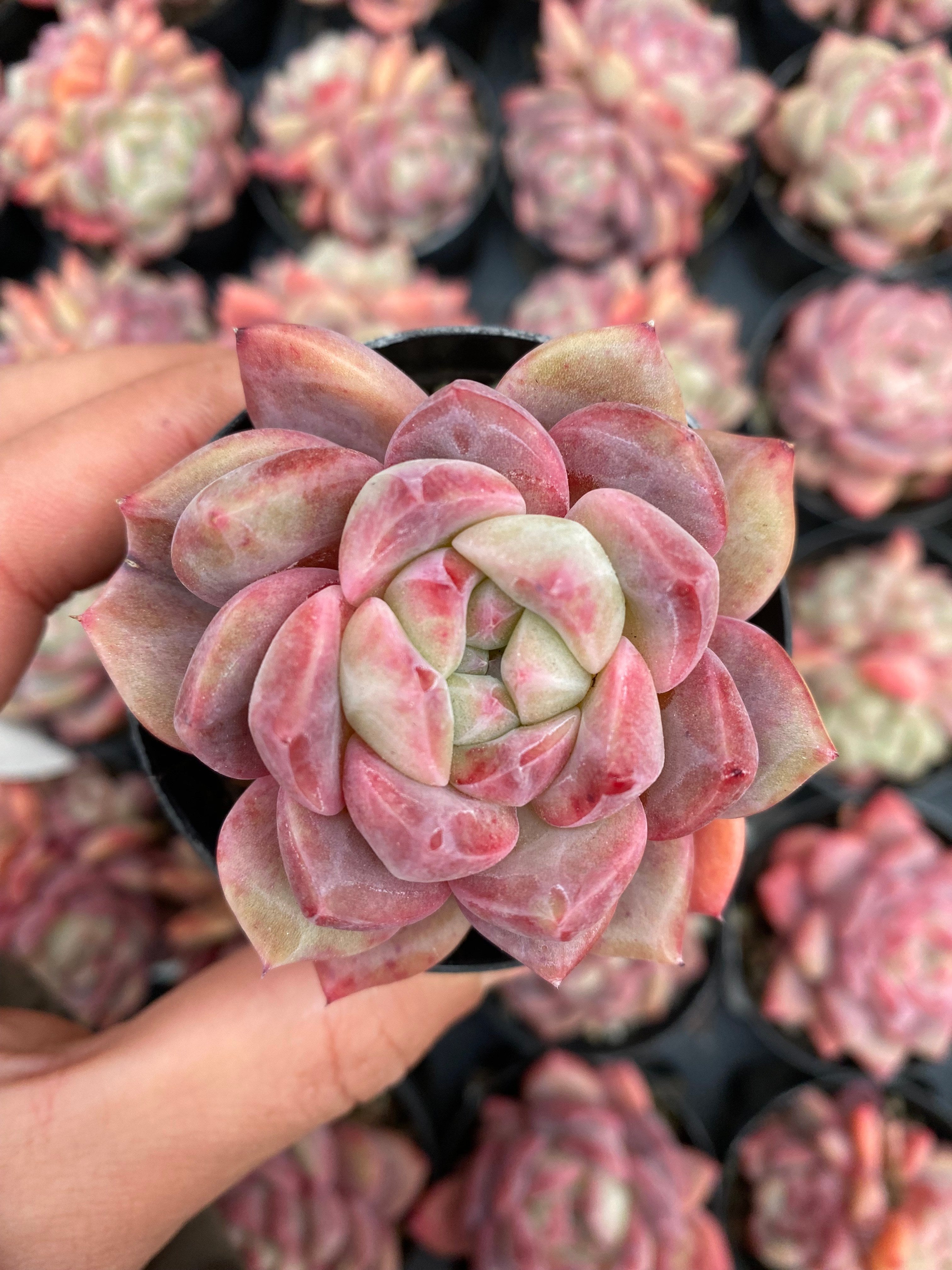 X162 エケベリア 赤斑ピノ