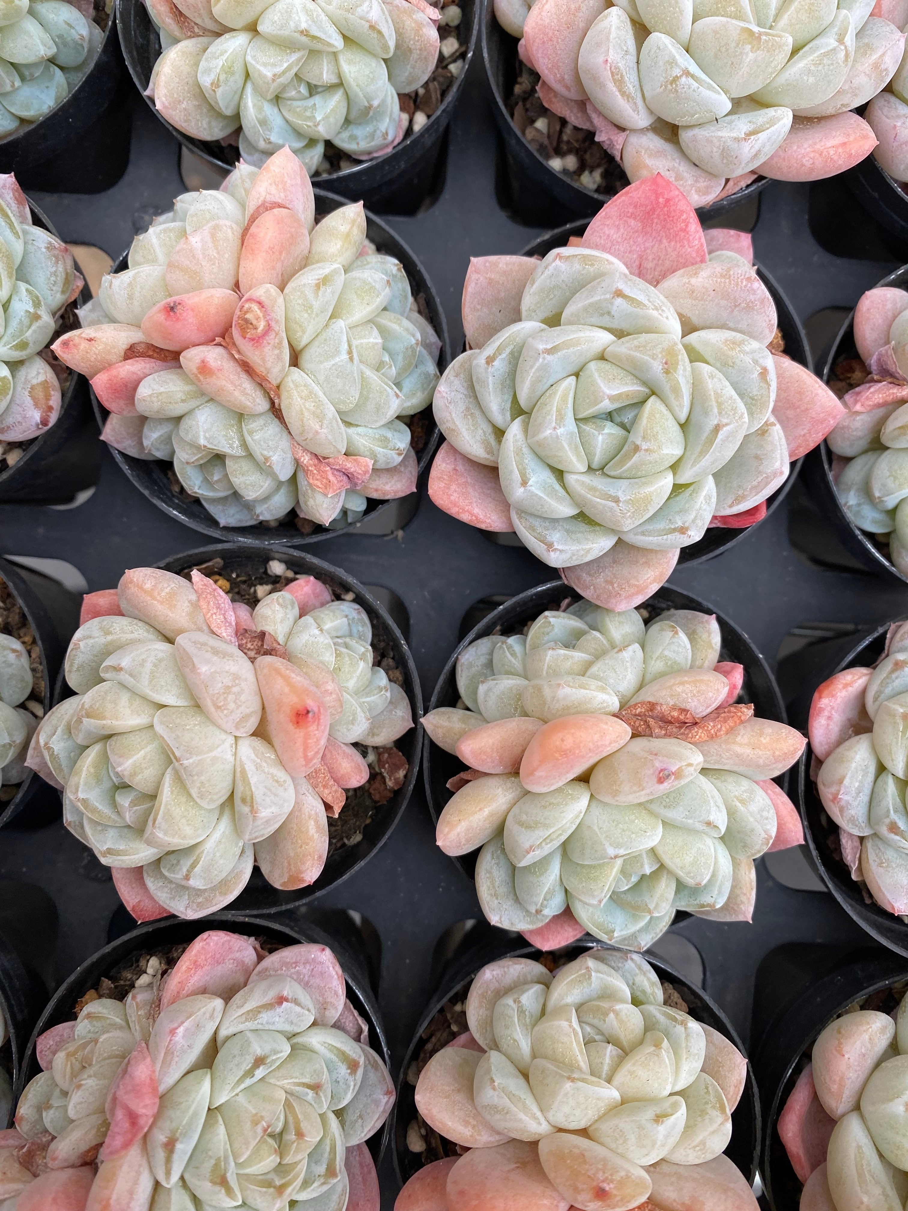 X163 エケベリア アイスグリーン