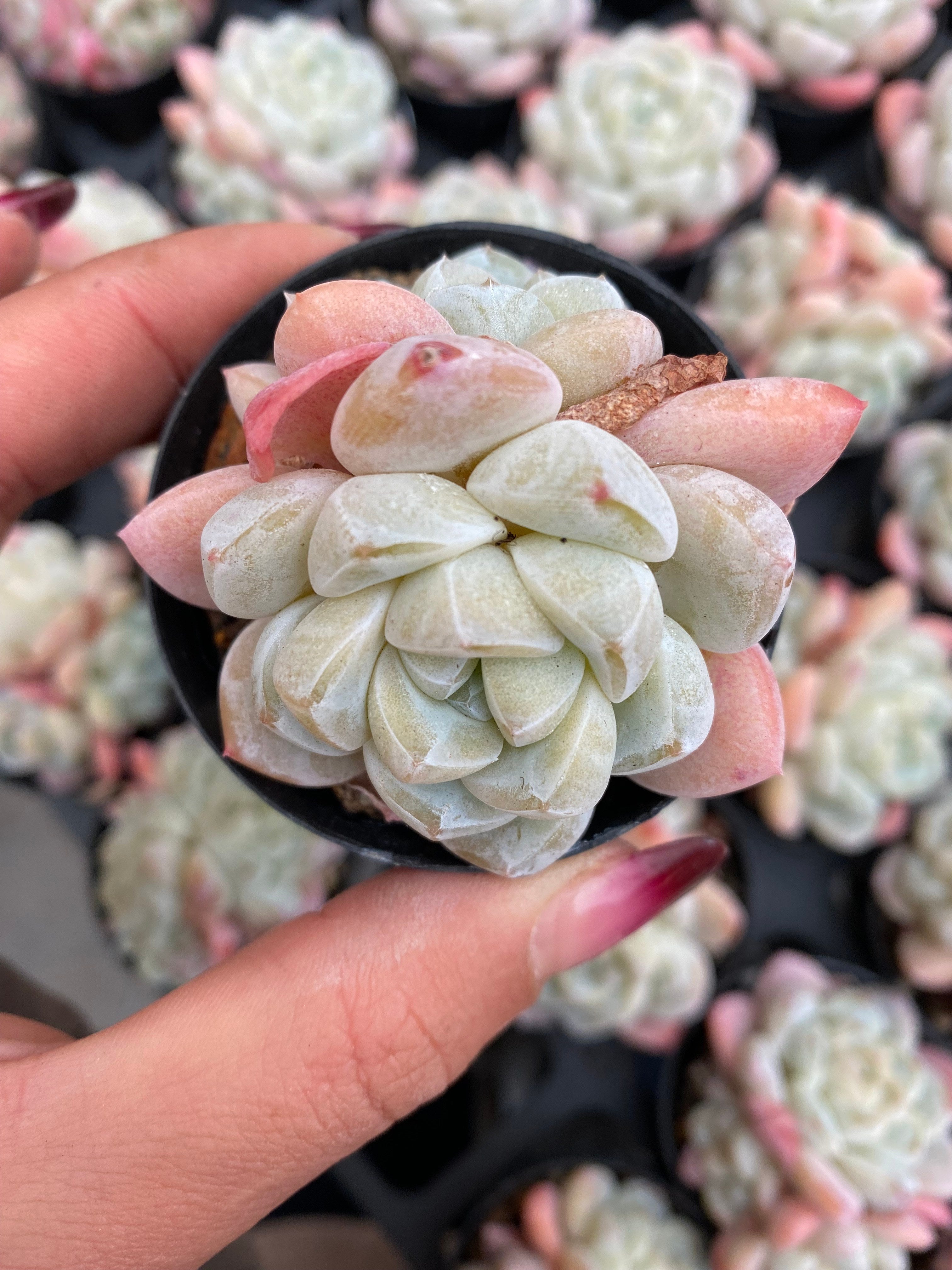 X163 エケベリア アイスグリーン