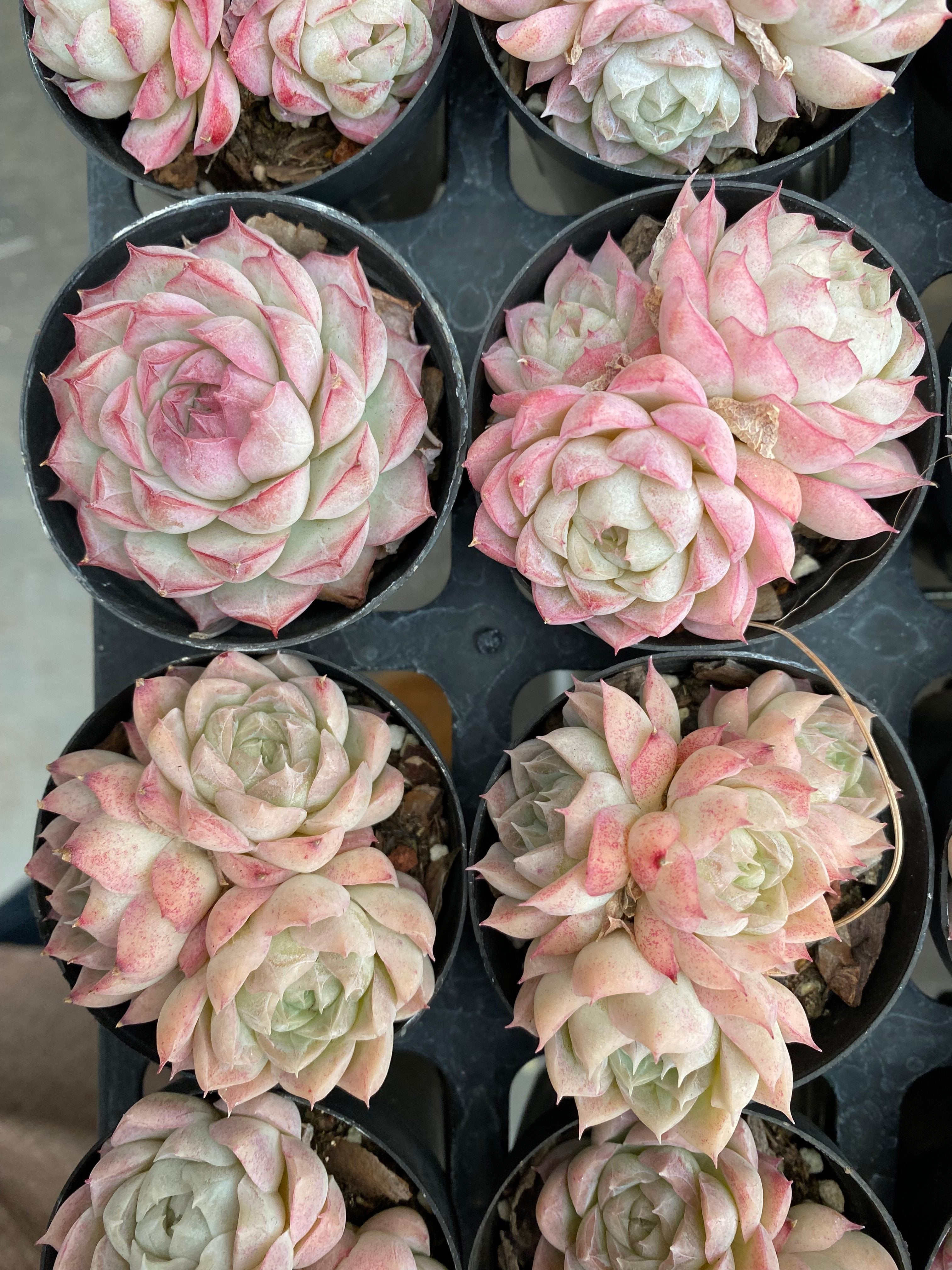 X164 エケベリア  アイリー