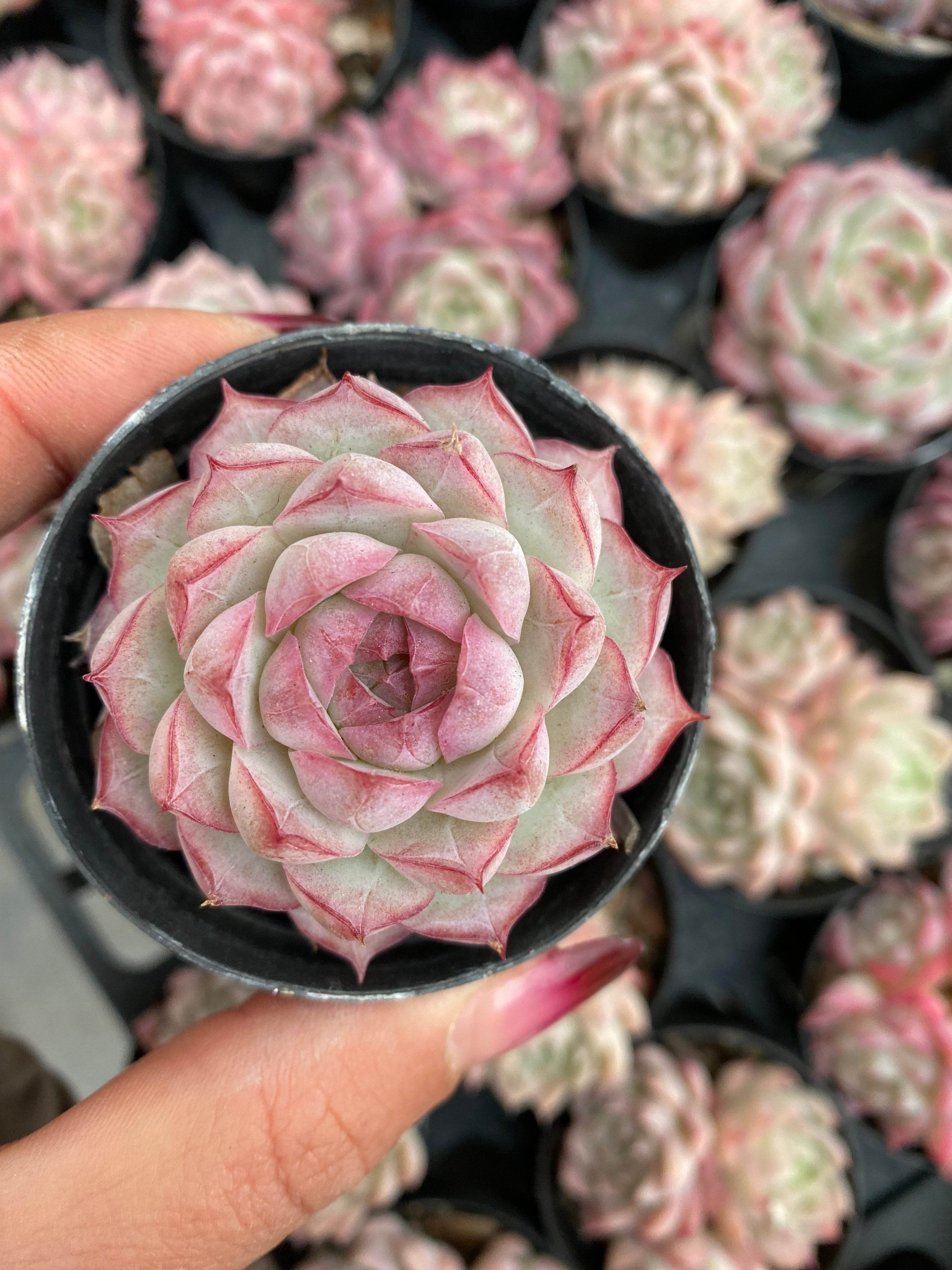 X164 エケベリア  アイリー