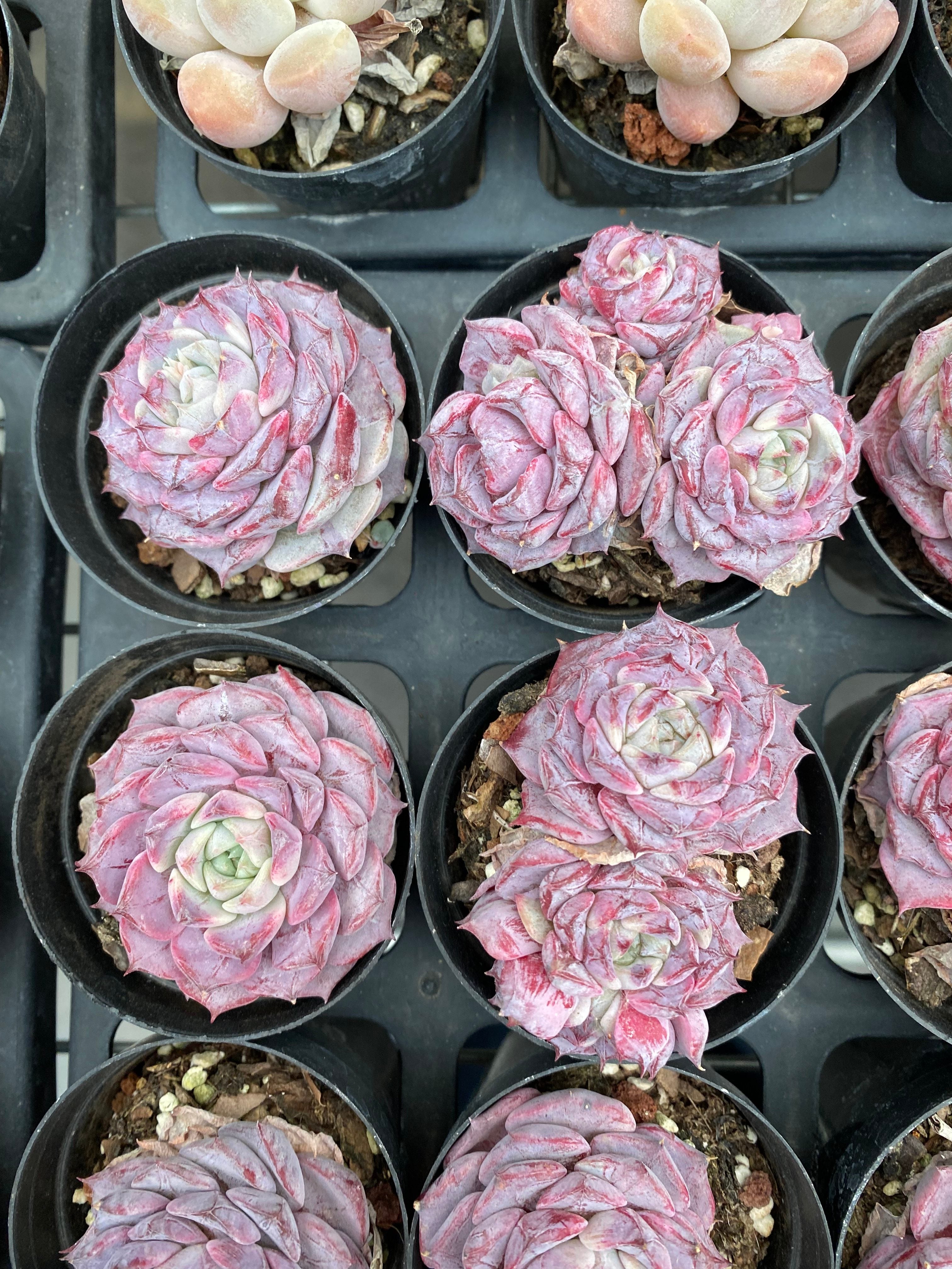 X165 エケベリア パープルピオニー