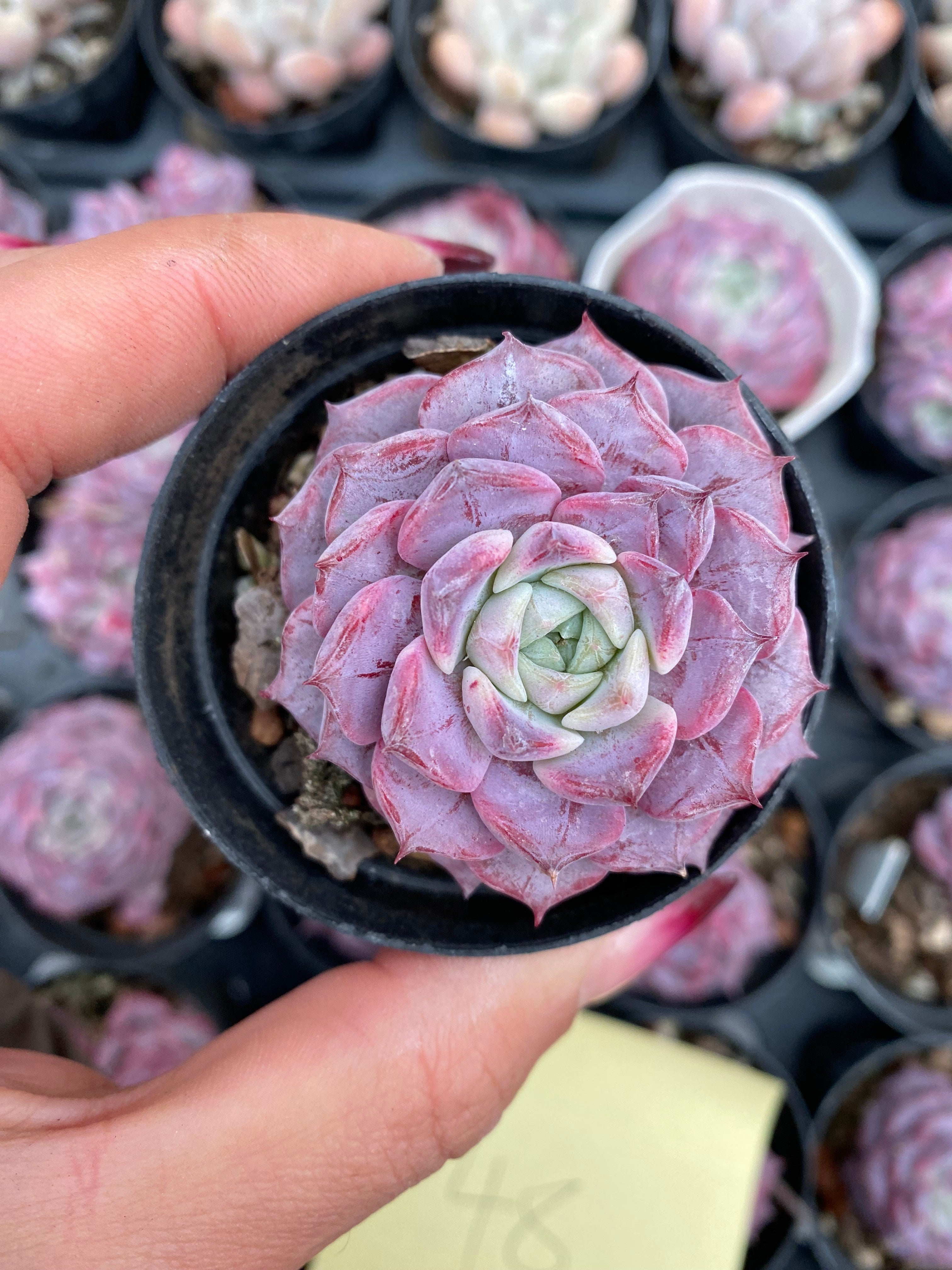 X165 エケベリア パープルピオニー