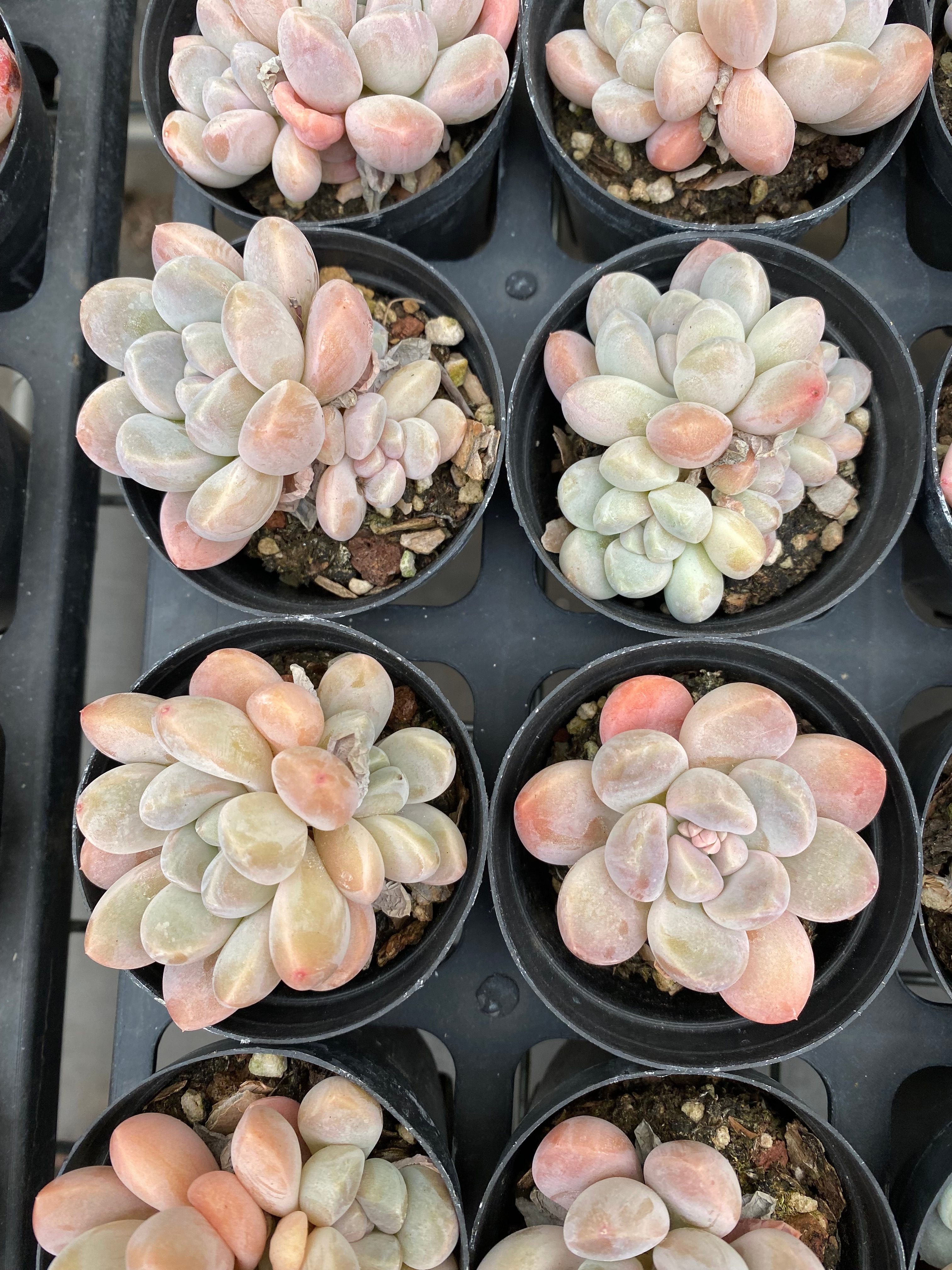 X166 エケベリア ミルクキャンディ