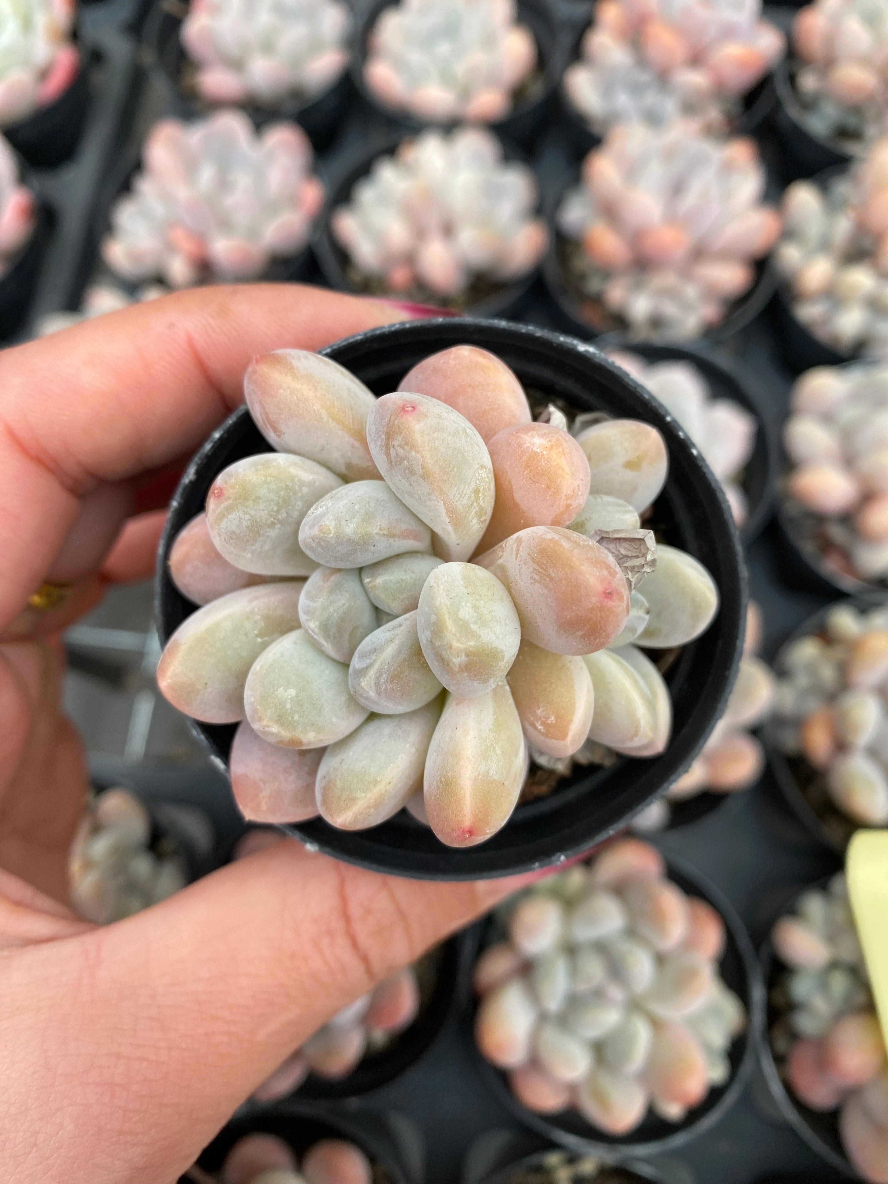 X166 エケベリア ミルクキャンディ