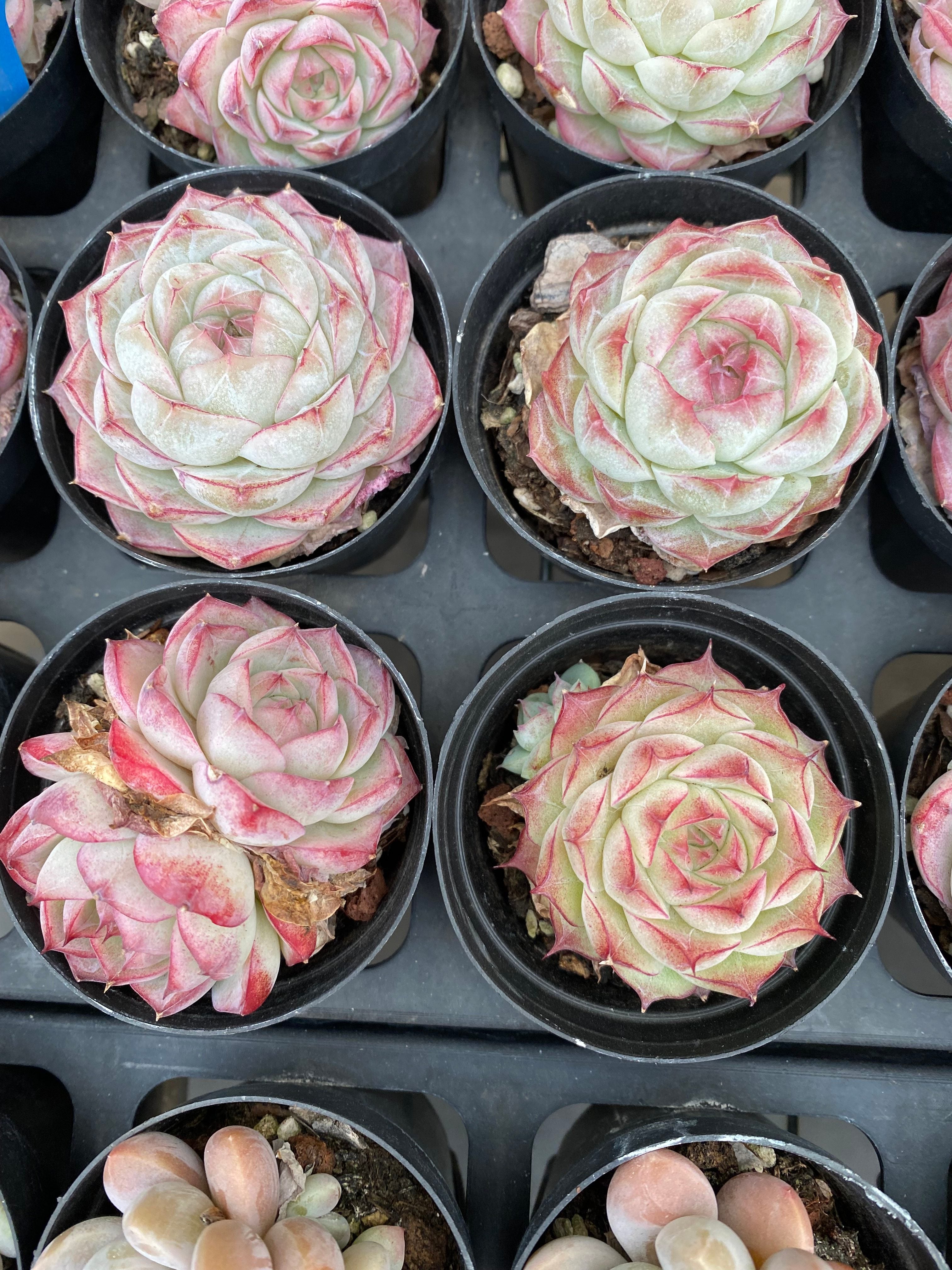 X167 エケベリア  ルージュクイーン