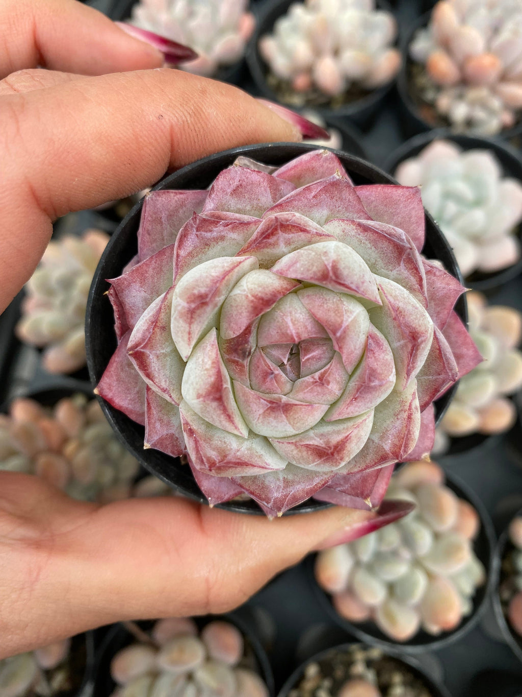 X167 エケベリア  ルージュクイーン