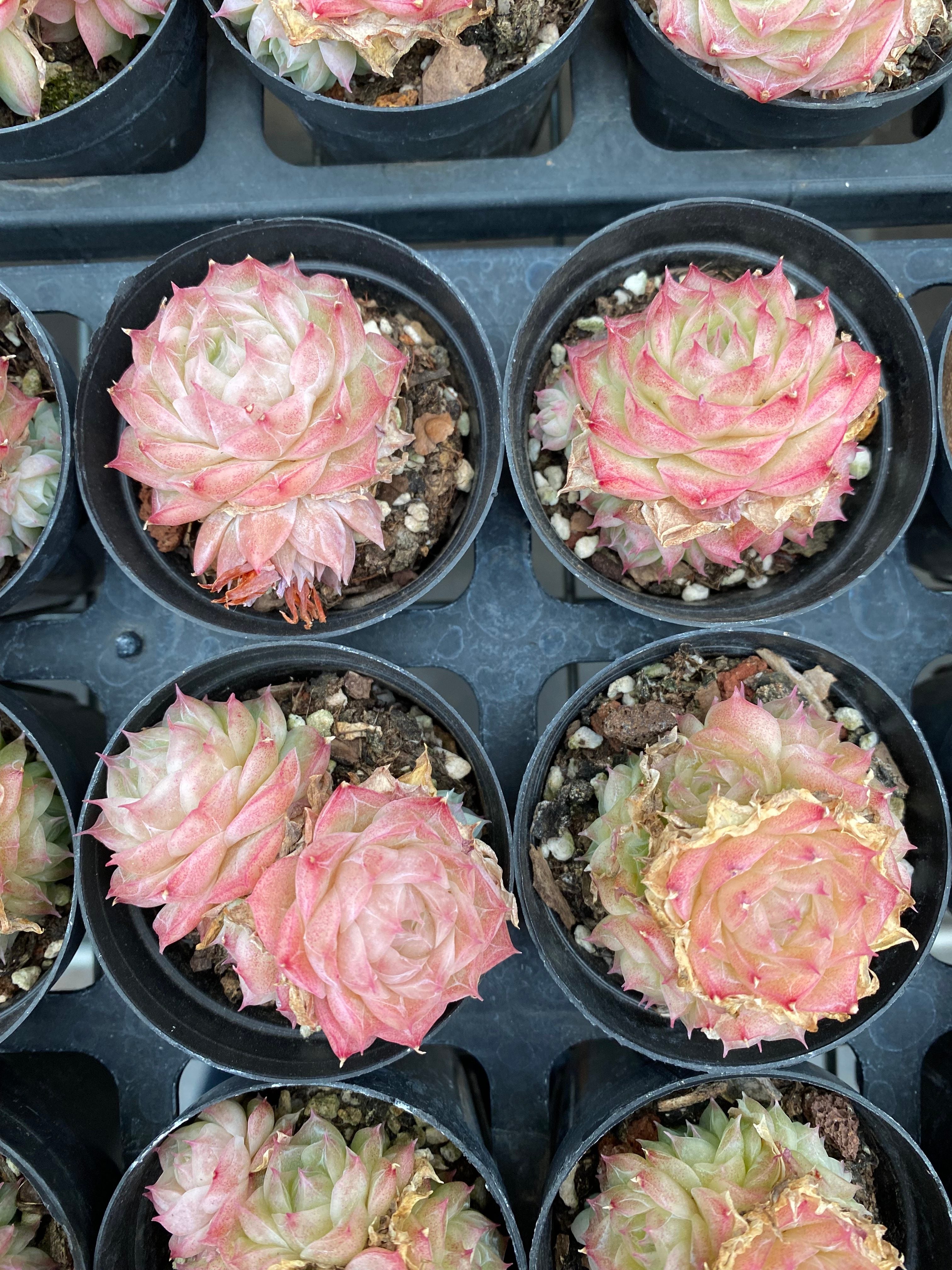 X168 エケベリア パンドラ