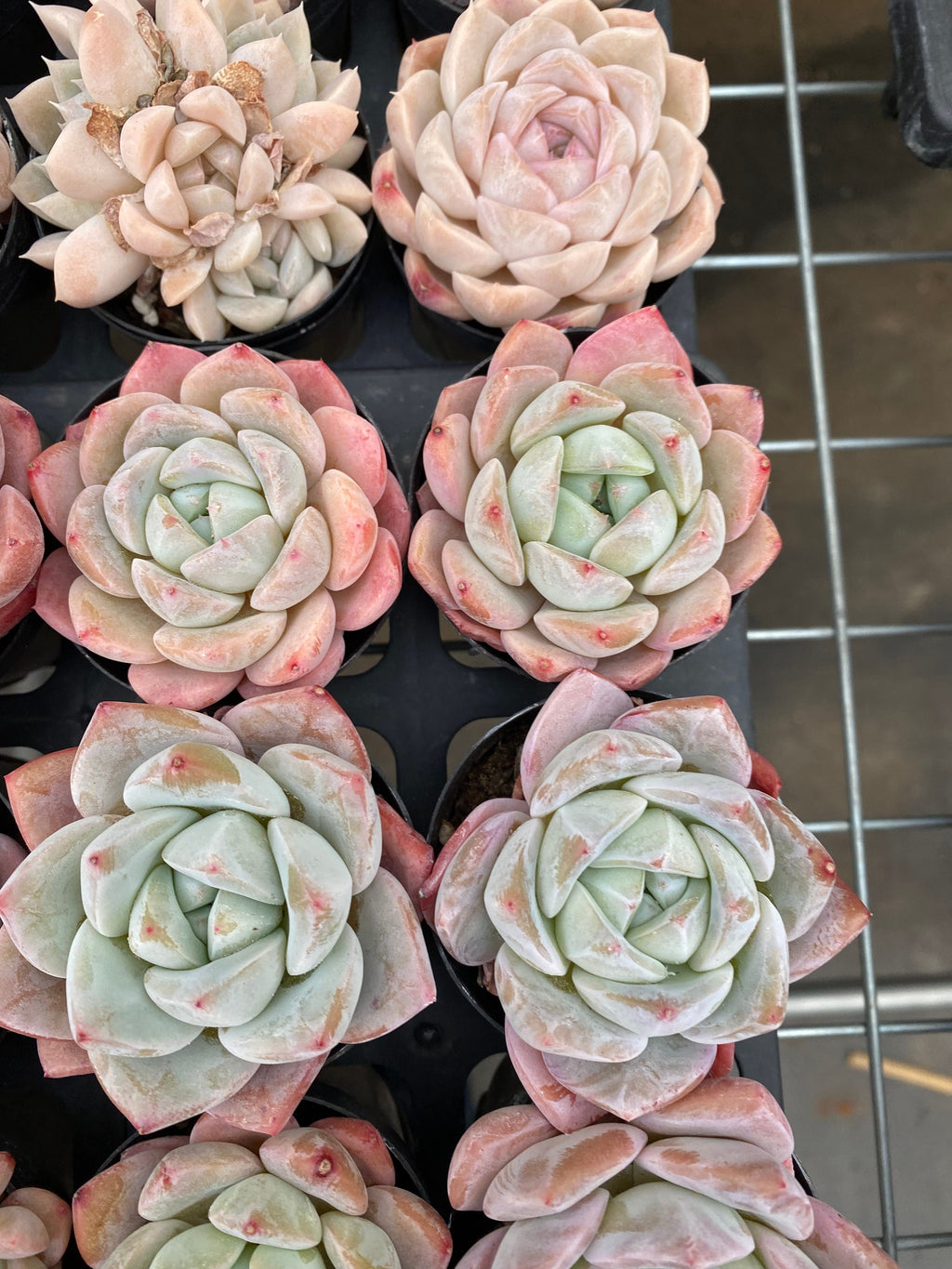 X169 エケベリア ラウイ × リンゼヤナ