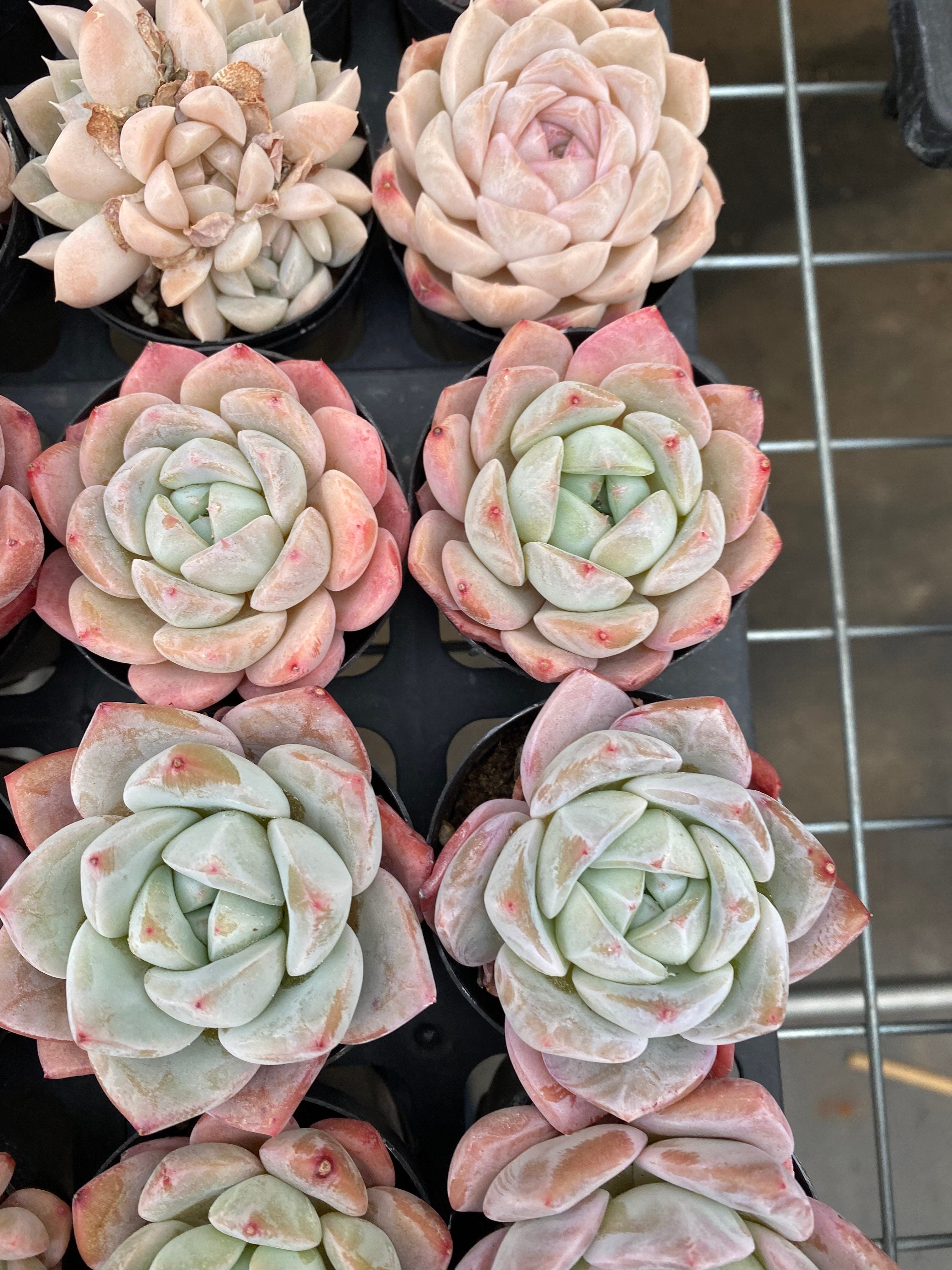 X169 エケベリア ラウイ × リンゼヤナ