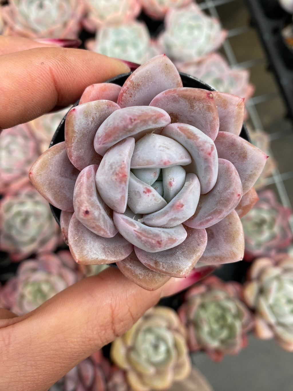 X169 エケベリア ラウイ × リンゼヤナ